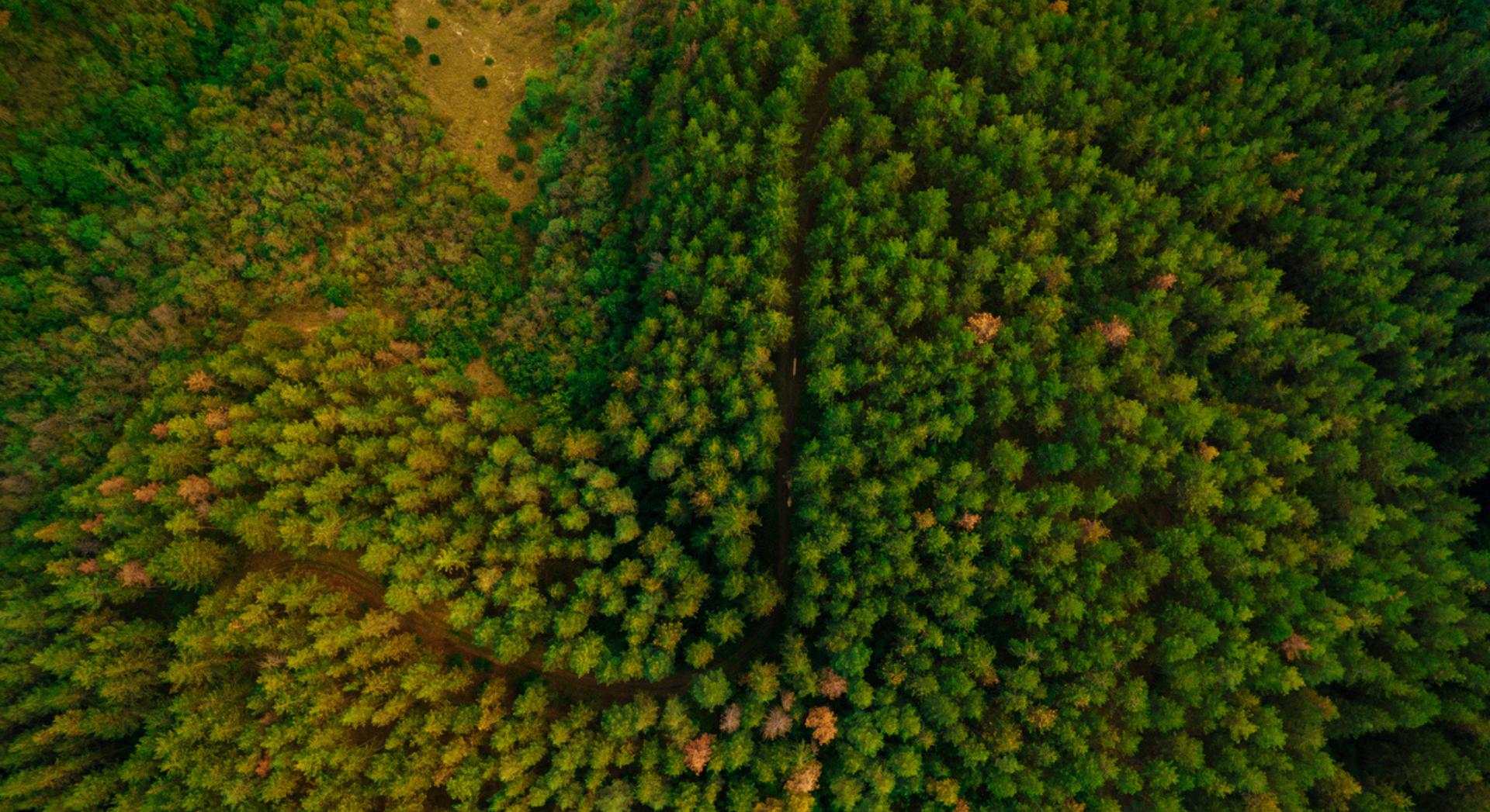 Après avoir planté 66 milliards d’arbres, la Chine observe un phénomène inattendu dans ses nouvelles forêts