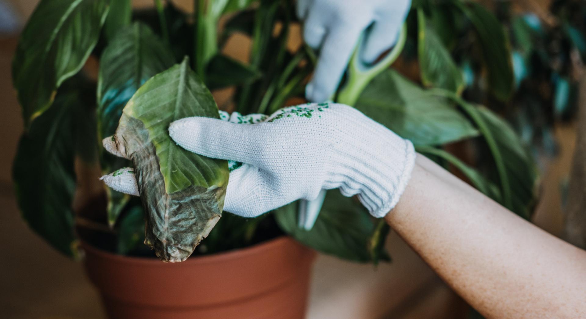 Arroser une plante desséchée par le dessus ne sert souvent à rien, voici pourquoi