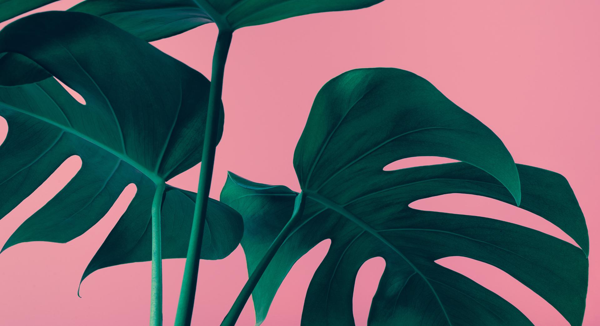La plante de la semaine : la Monstera a plus d’un secret derrière son allure tropicale