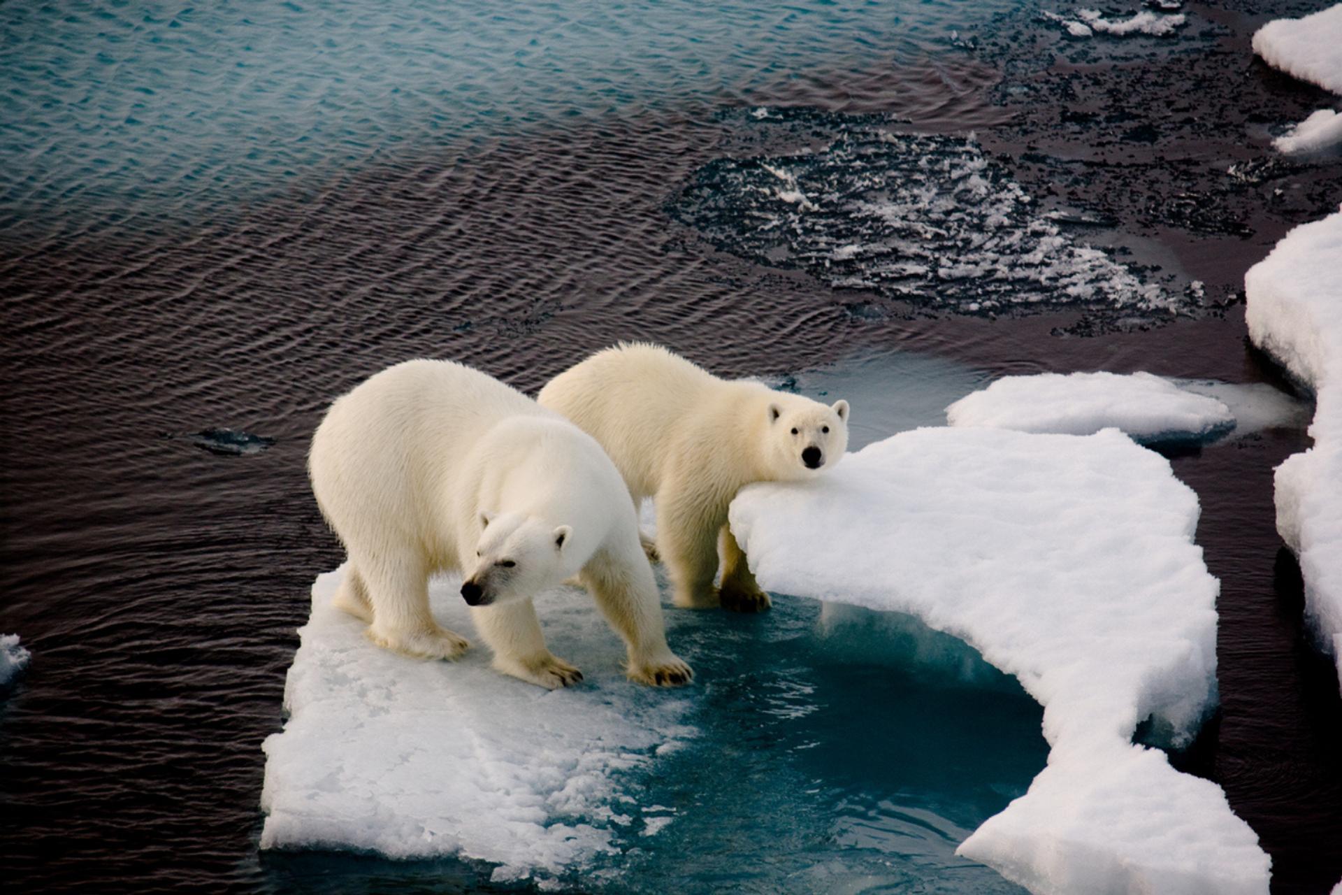 Point de non-retour climatique : ce scénario fatal que les scientifiques redoutent