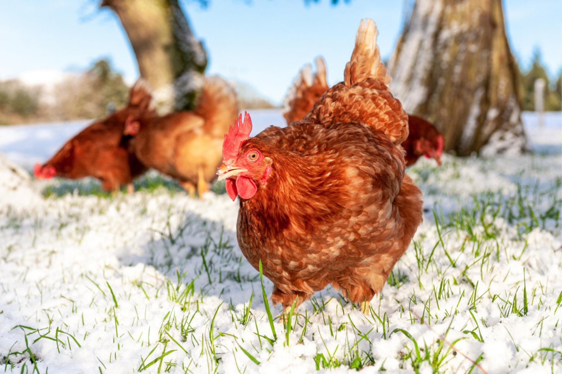 Cet hiver, vos poules risquent gros sans ces 4 protections essentielles