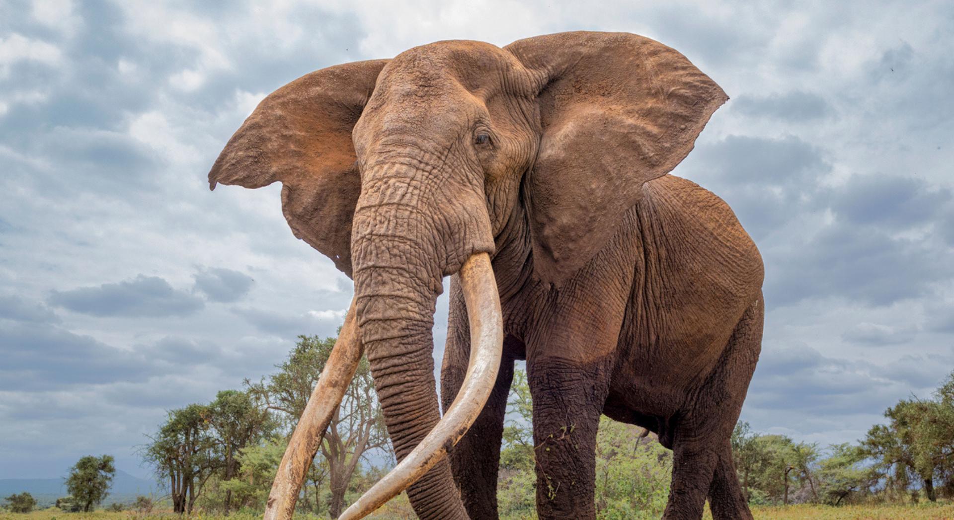 Voici pourquoi les plus vieux animaux jouent un rôle essentiel pour la survie de leur groupe selon les scientifiques