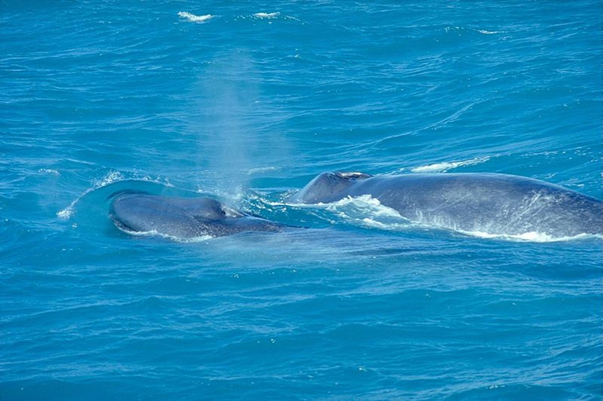 Quelle la durée de gestation d'une baleine bleue — free download