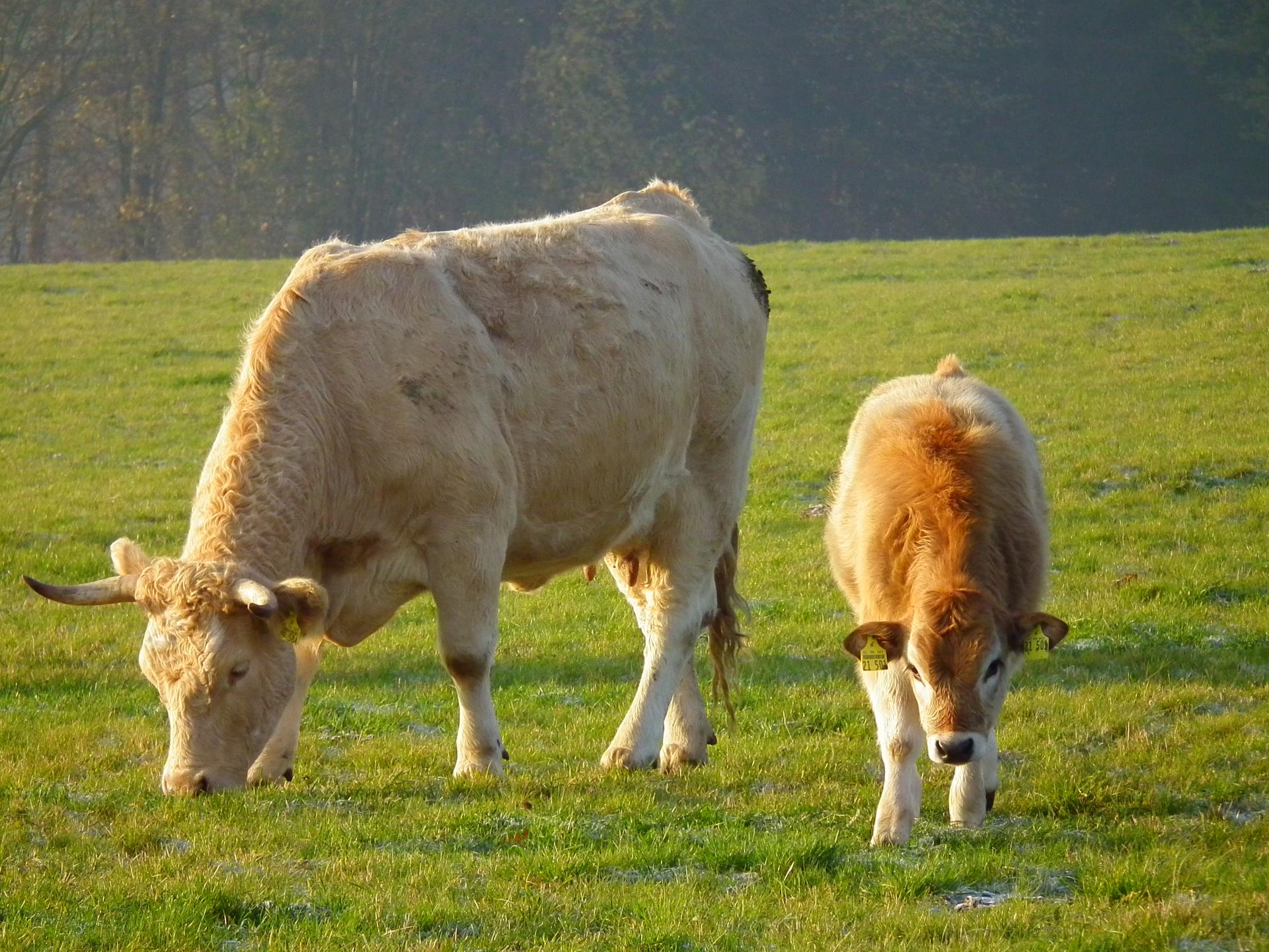 Viande : quels sont les labels et certifications