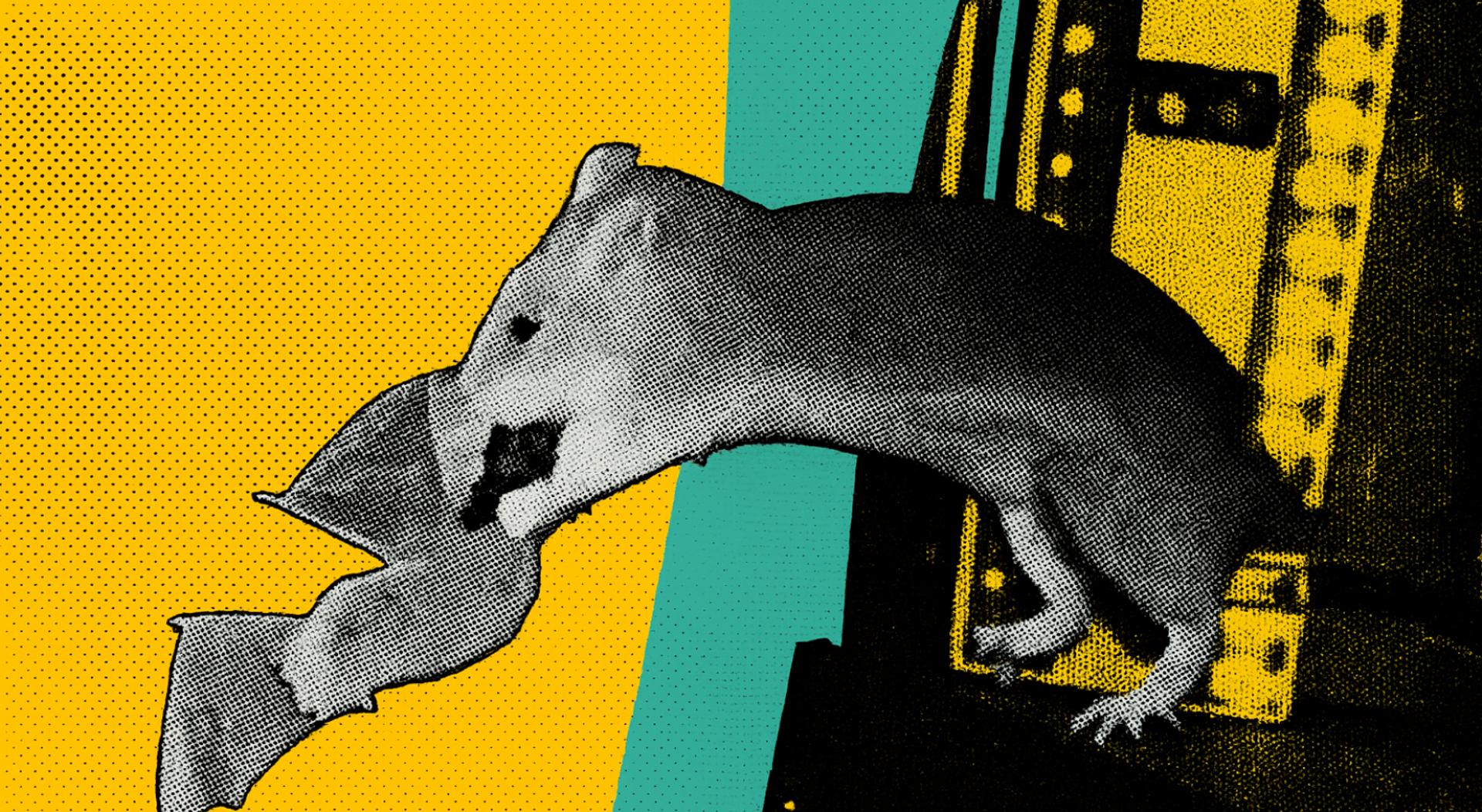 Des rats bruns chassent des chauves-souris en plein vol en Allemagne