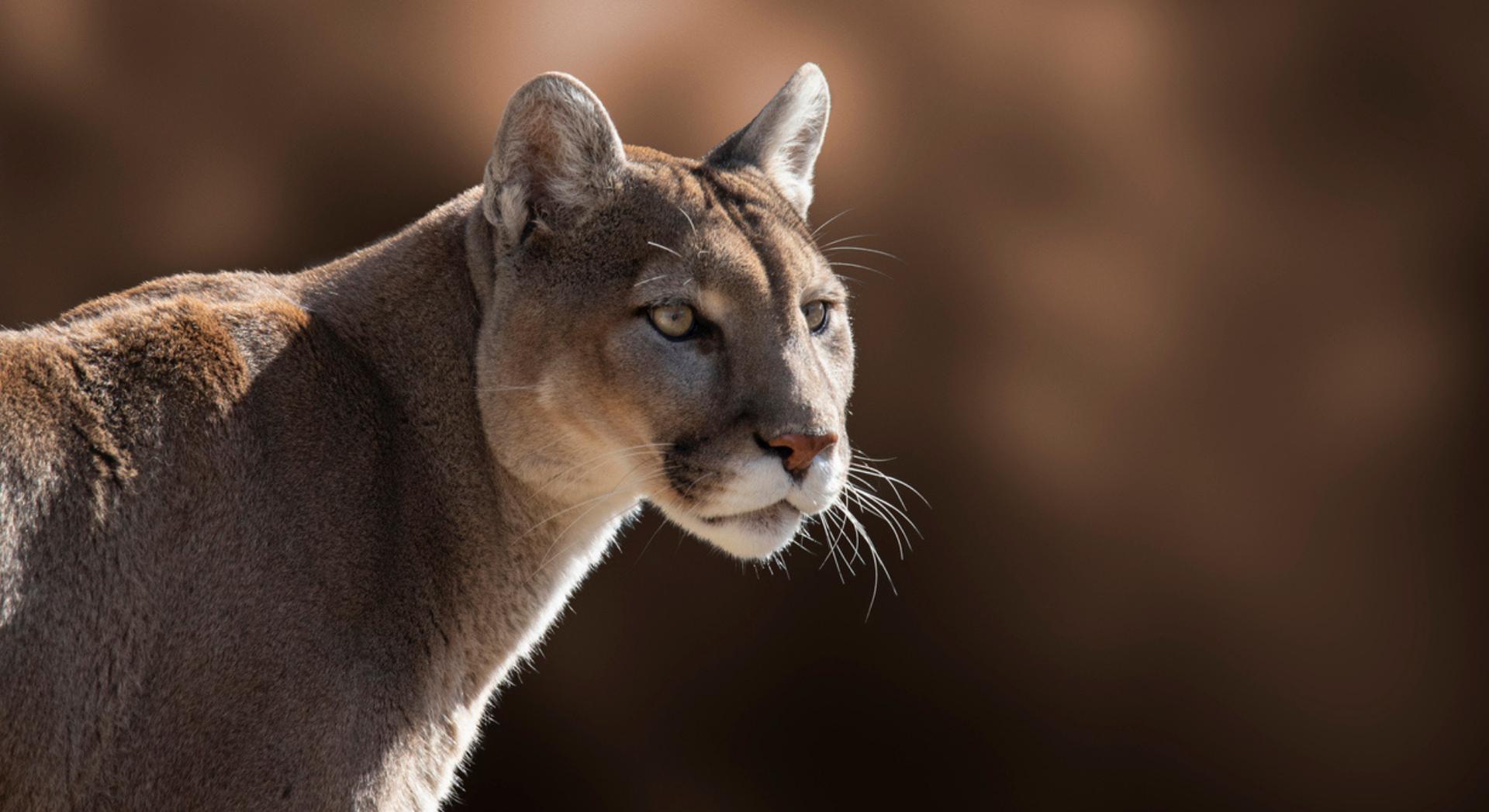 Ils étudiaient la restauration d'un parc, ils ont découvert des pumas mangeurs de manchots