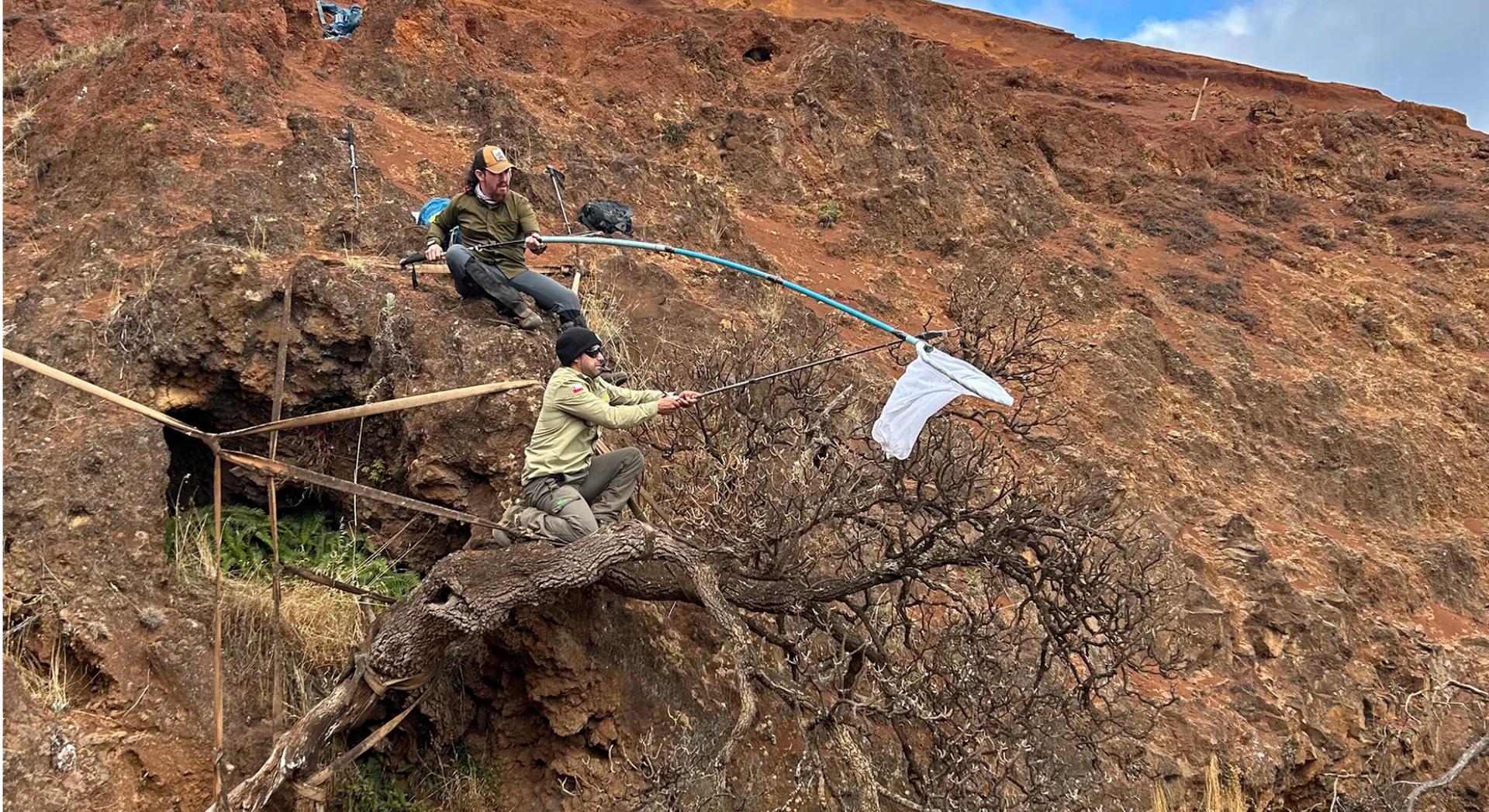 Accroché à une falaise, le dernier arbre de son espèce pourrait encore échapper à l'extinction