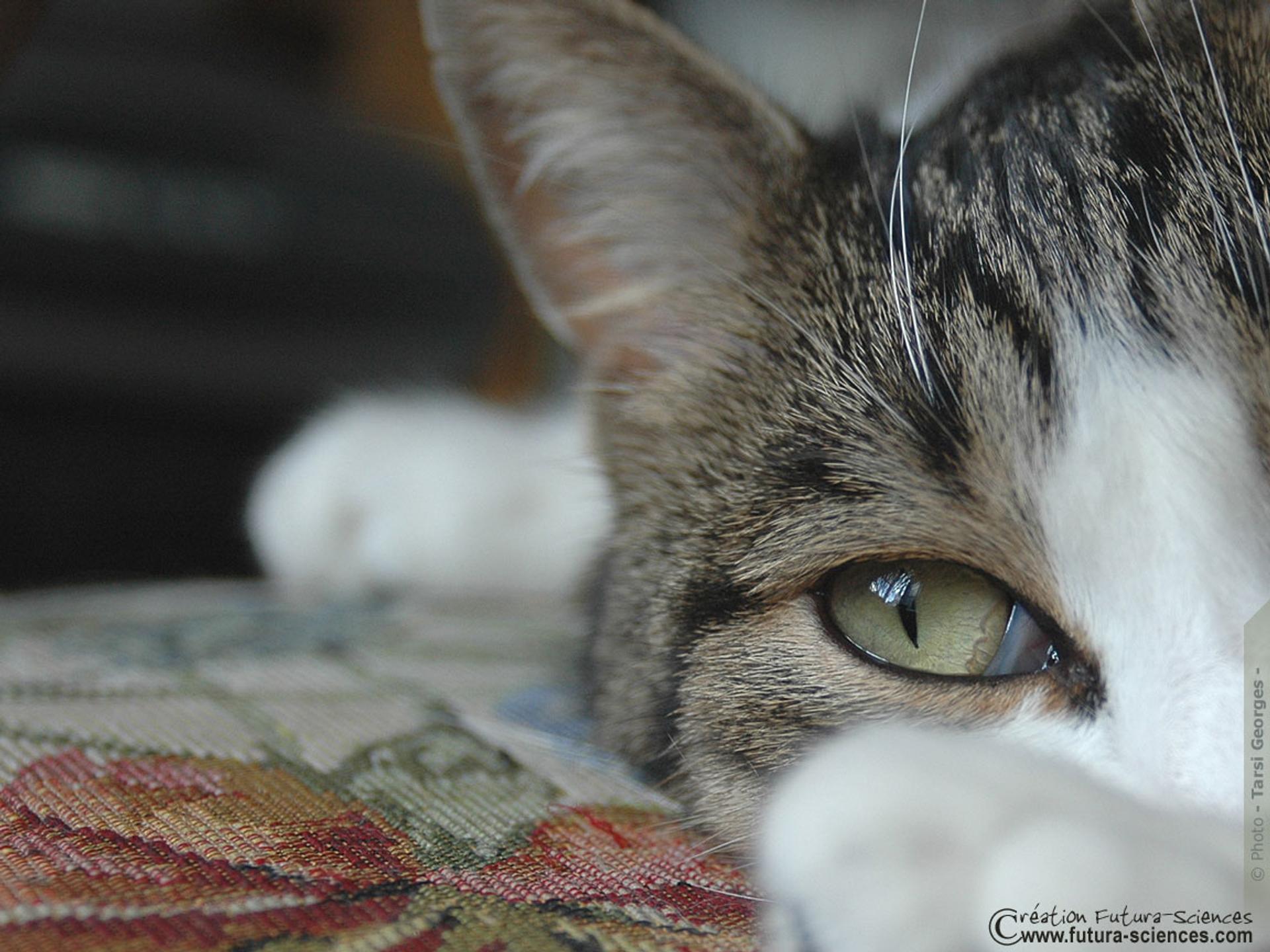 Oeil de chat, image size:1920x1440