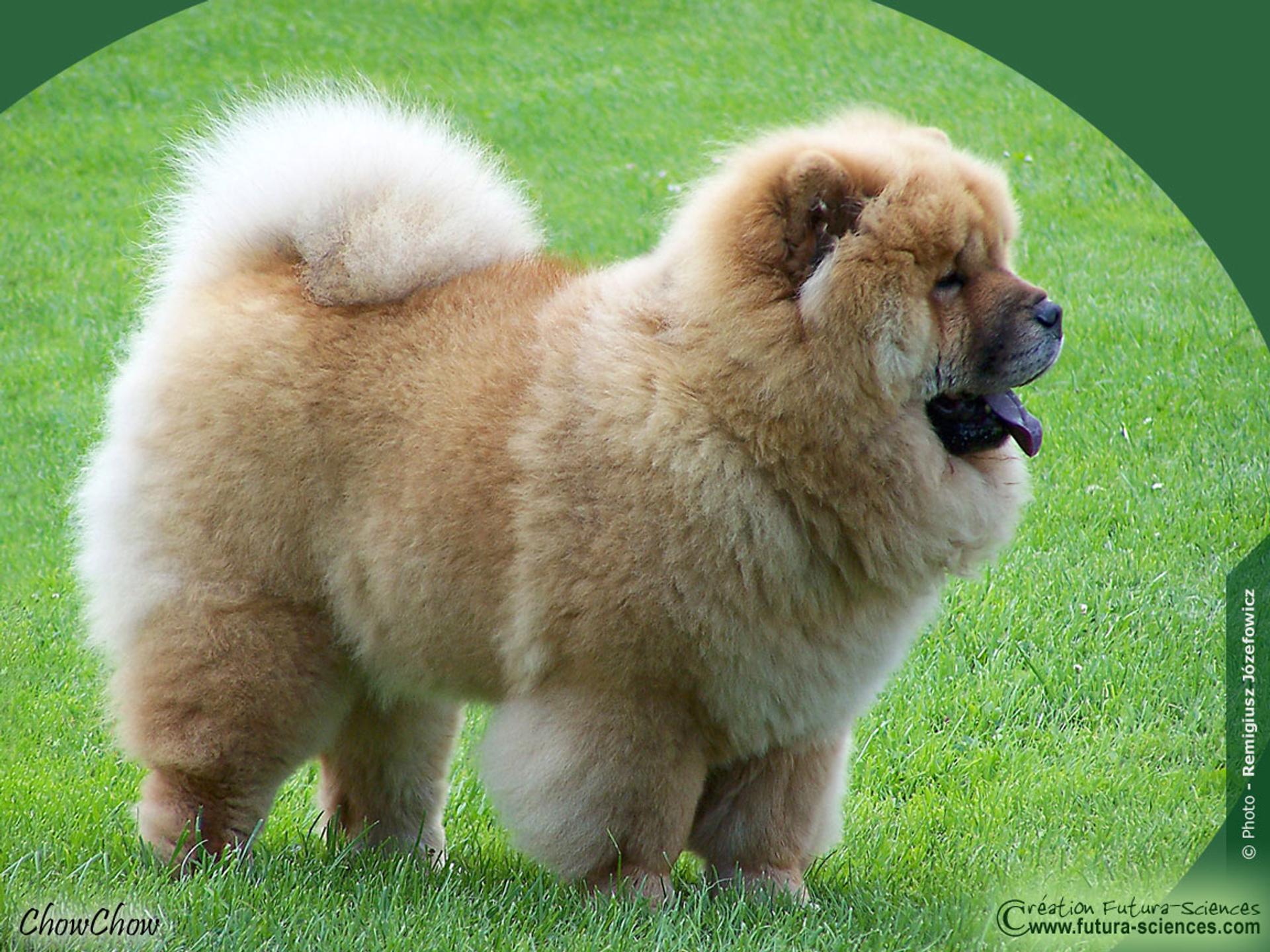 Chien Chow Chow Only fawn girl ly des préludes du chassignolan, image size:1920x1440