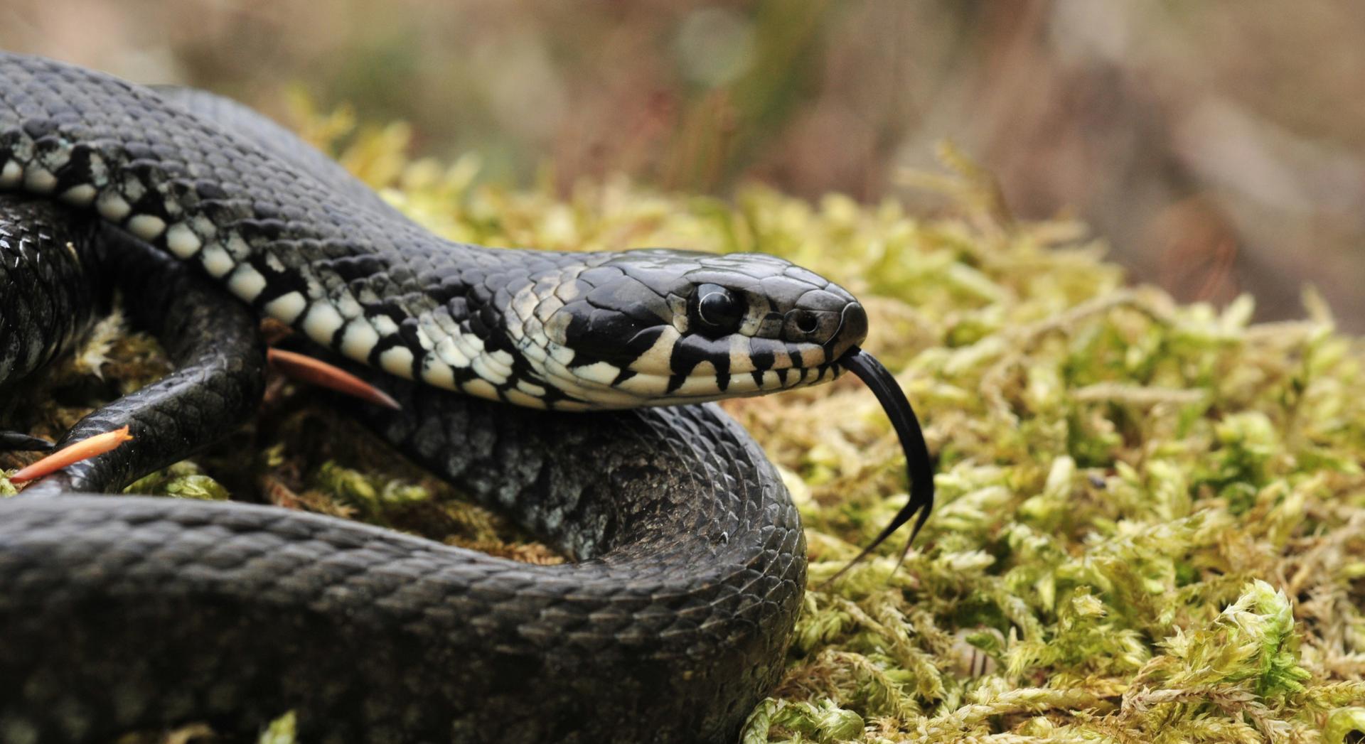 Attention, les serpents se réfugient chez vous à cause de cet objet…