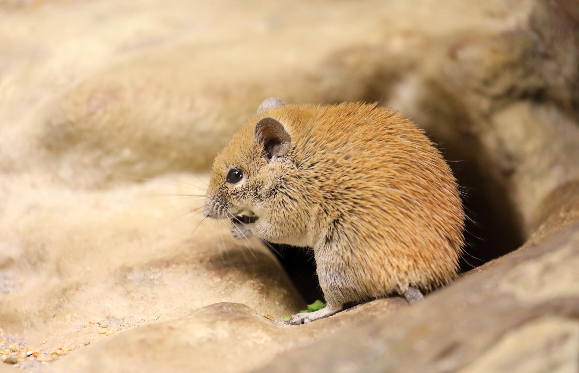 Découverte inédite : une molécule trouvée chez une souris du désert pourrait un jour freiner le vieillissement humain