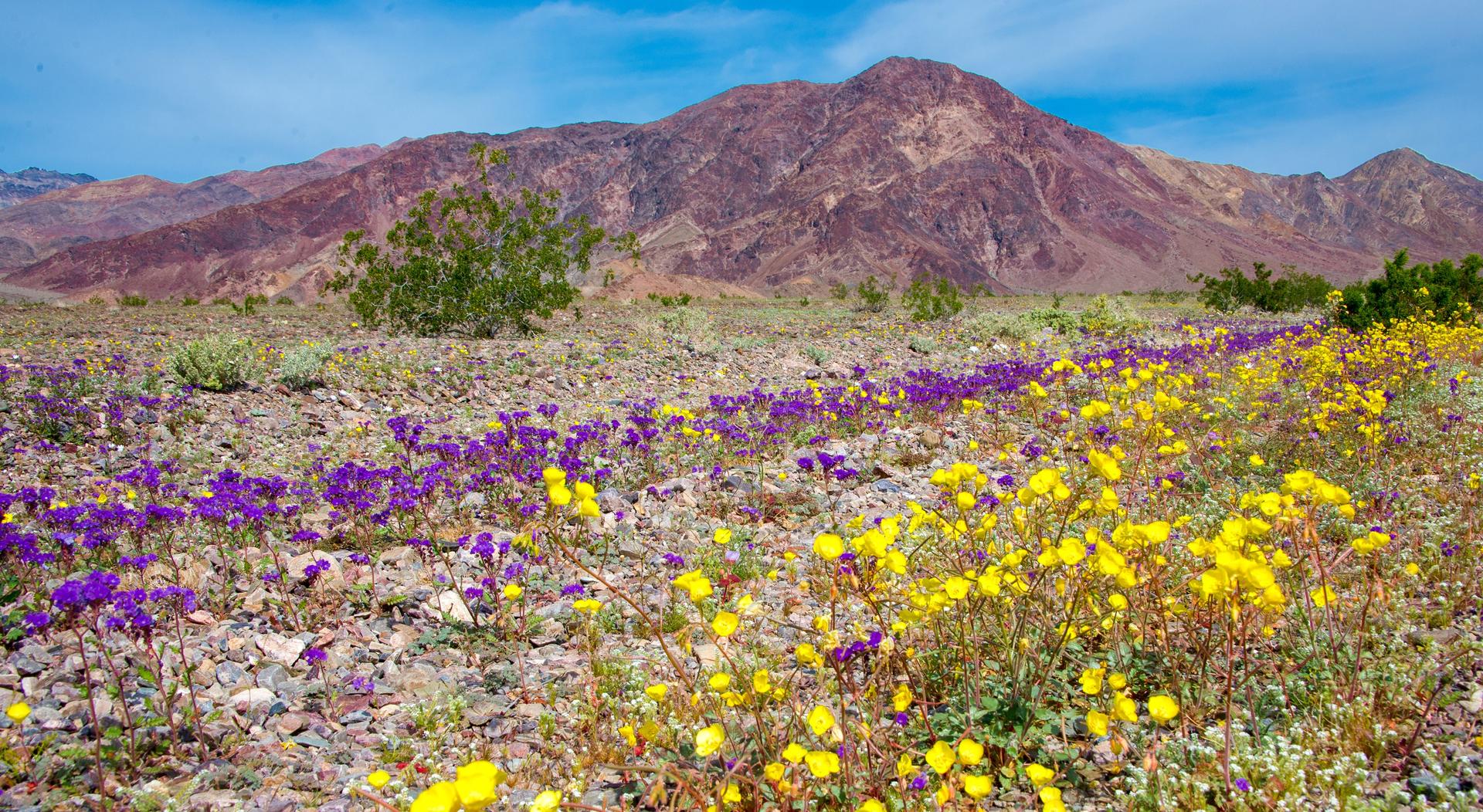 Dans la Vallée de la Mort, l’explosion de fleurs est spectaculaire et elle est encore loin d’avoir atteint son pic