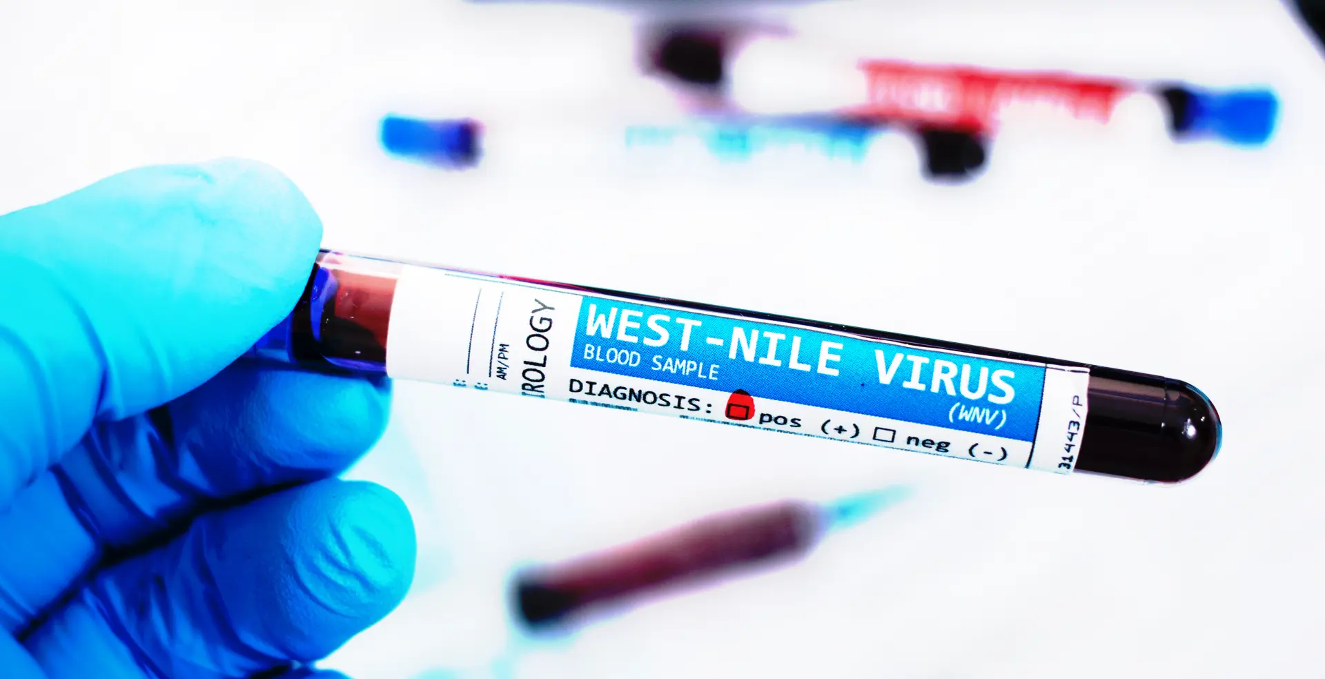 « L’année 2026 marque un tournant » : le virus du Nil occidental étend sa présence à un rythme inédit en France