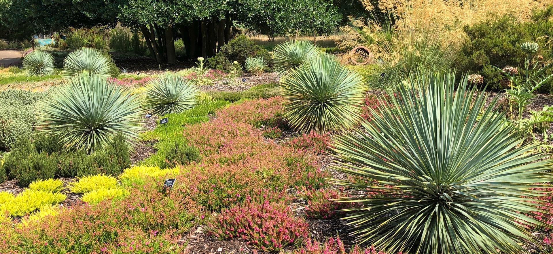 Vous voulez un jardin sec aussi beau qu’en Californie ? Voici les premières étapes à ne pas rater
