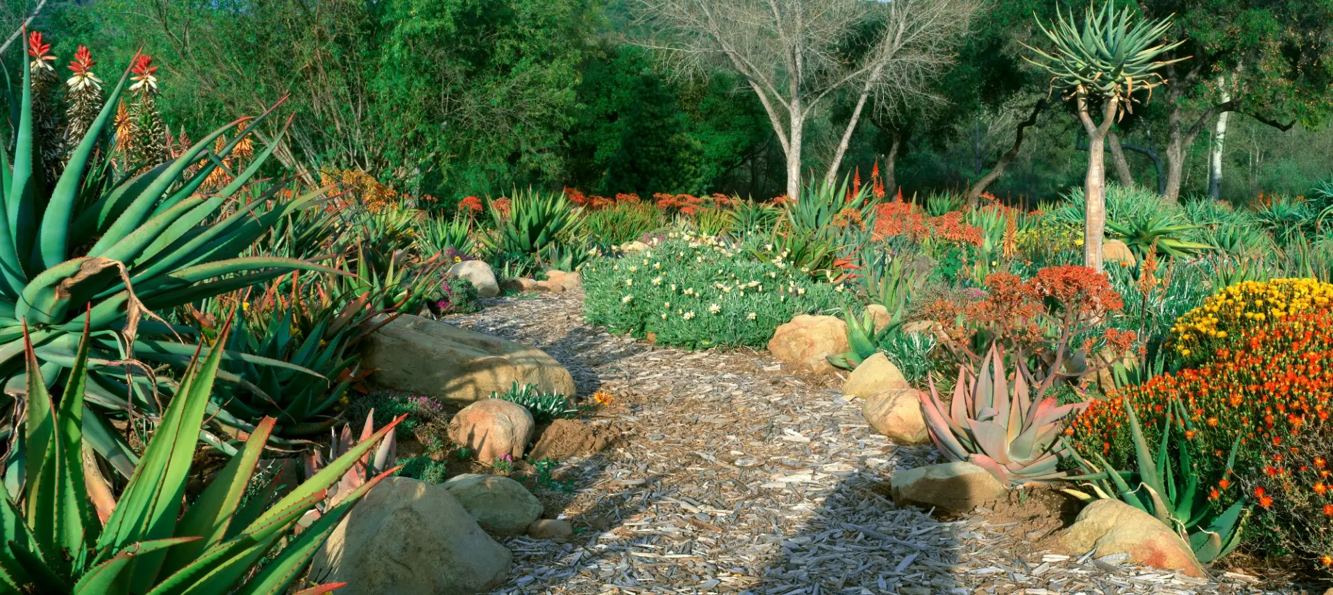 Voici le jardin du futur : le xéropaysagisme ou le secret d’un extérieur magnifique malgré les étés secs