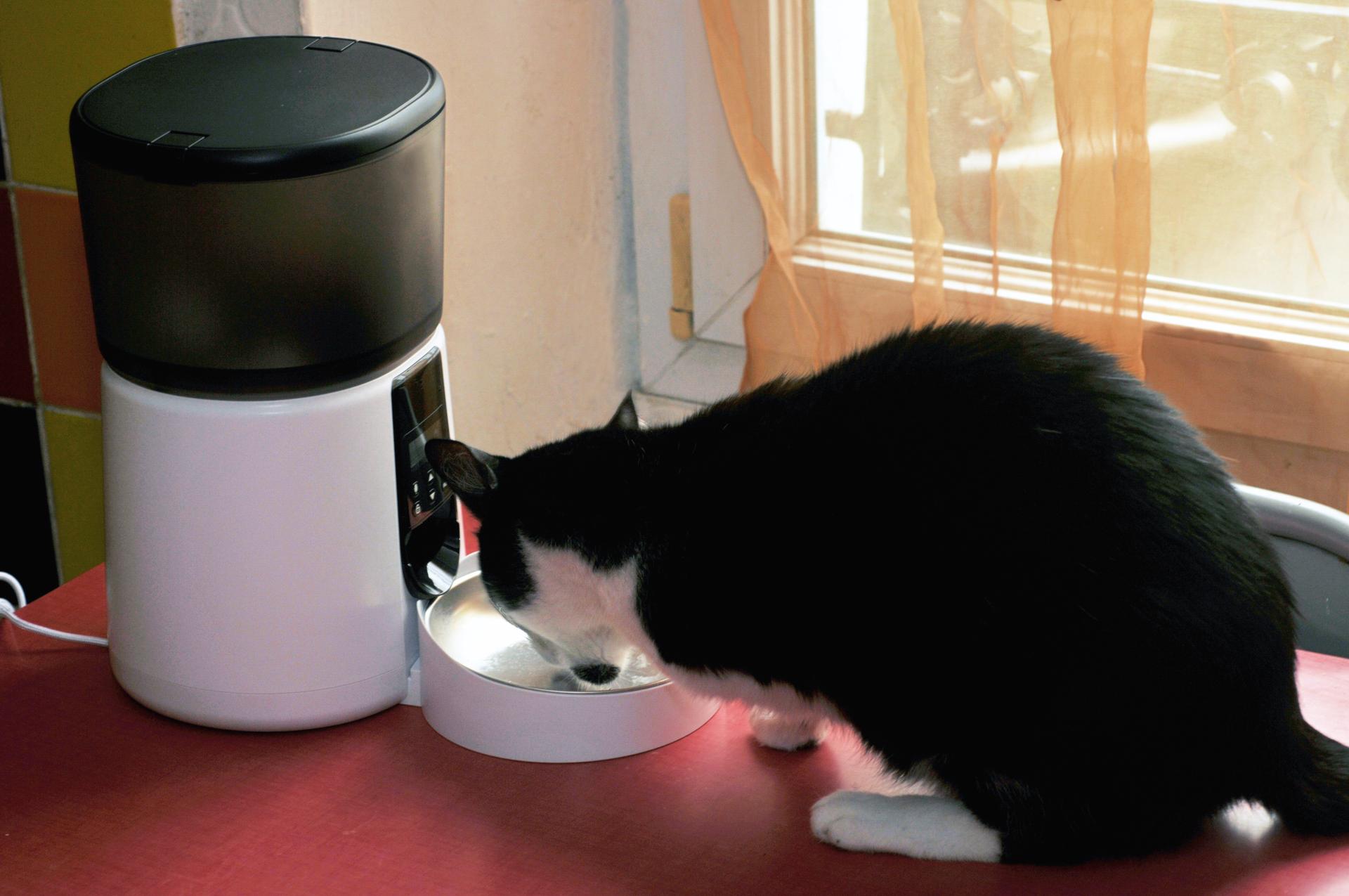 Les meilleurs distributeurs automatiques de croquettes pour chat en 2026