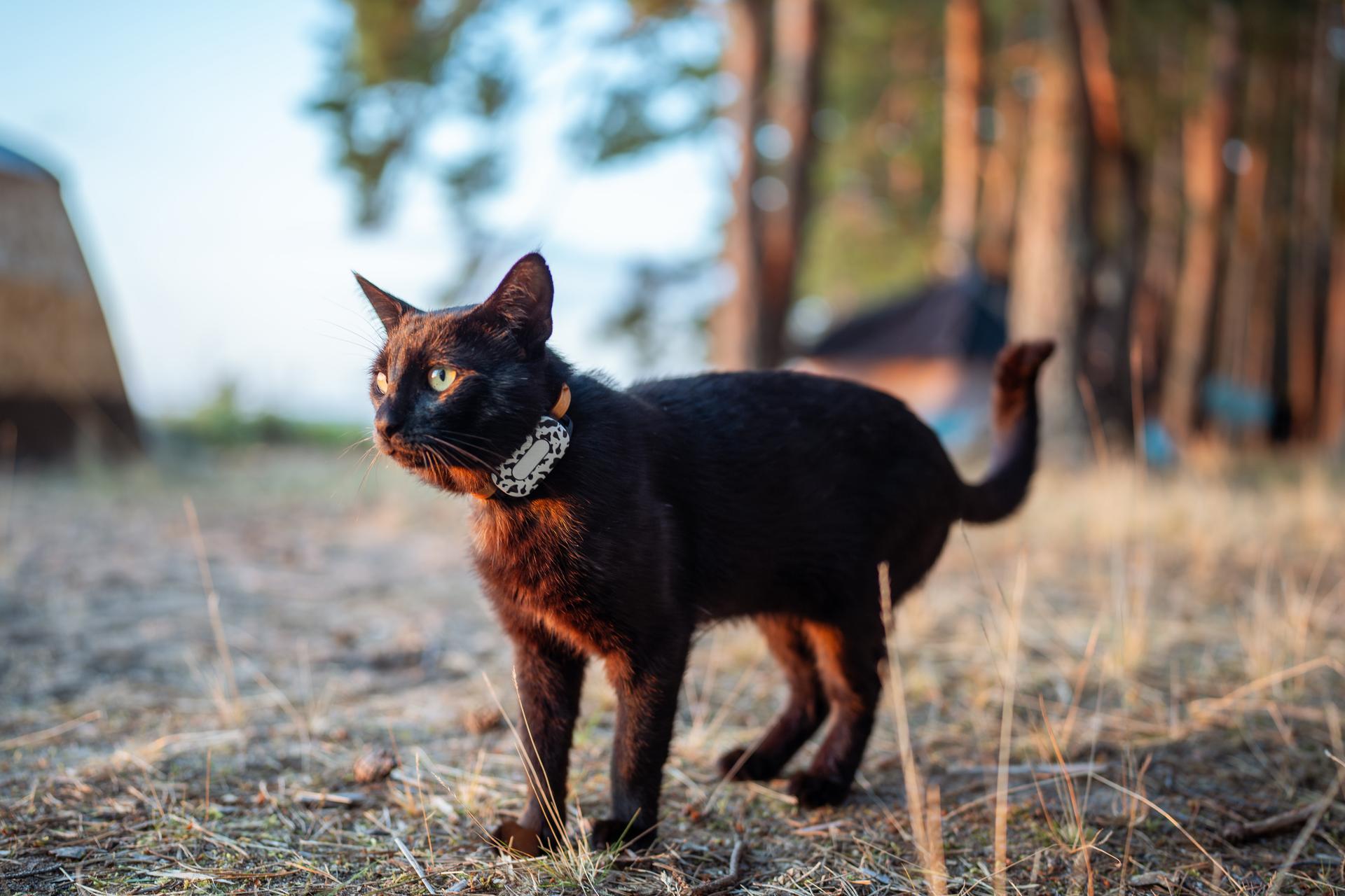 Les meilleurs traceurs gps pour chat sans abonnement en 2026