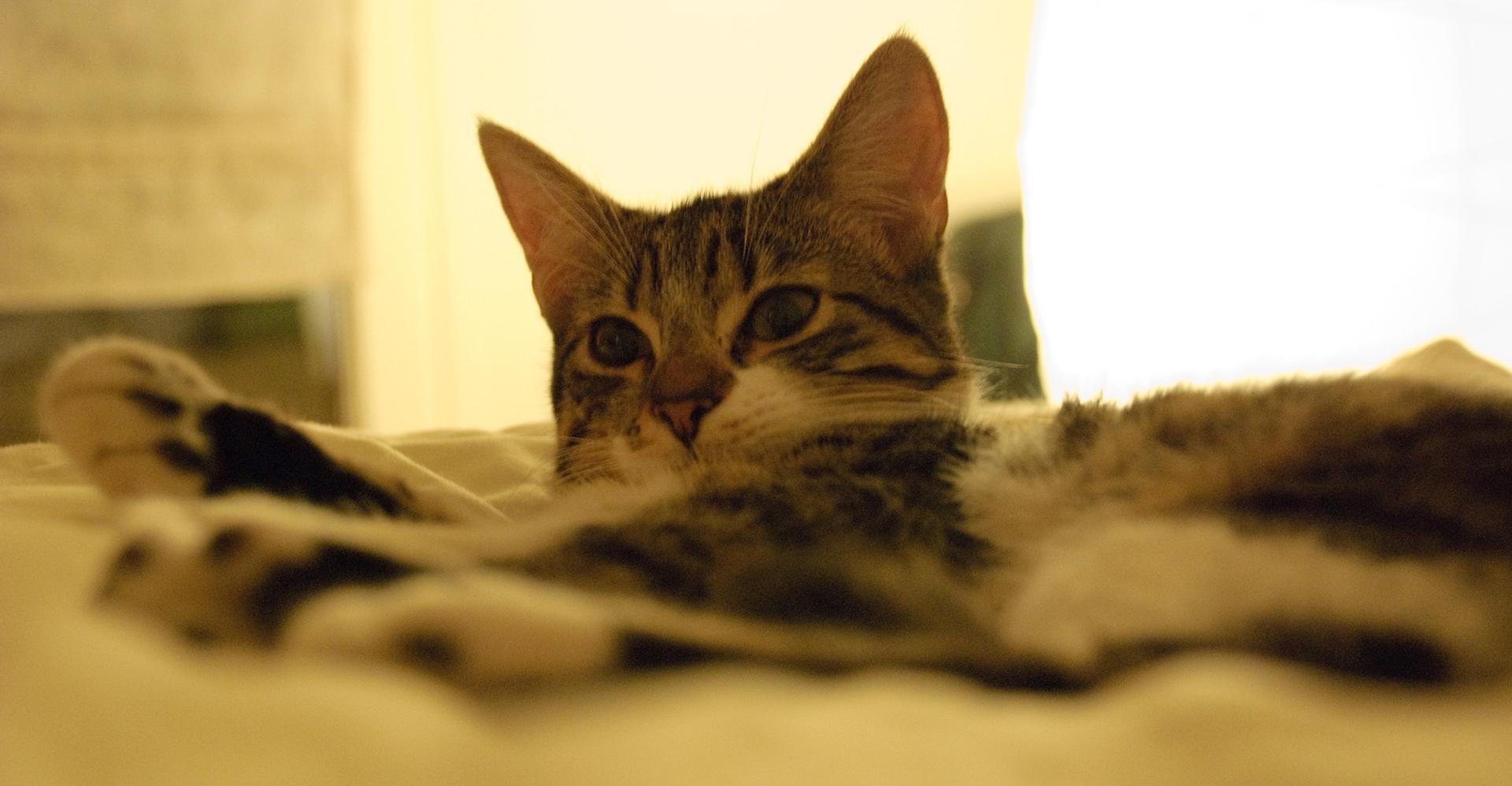 Musique pour chats : un album bient&ocirc;t dans les bacs !