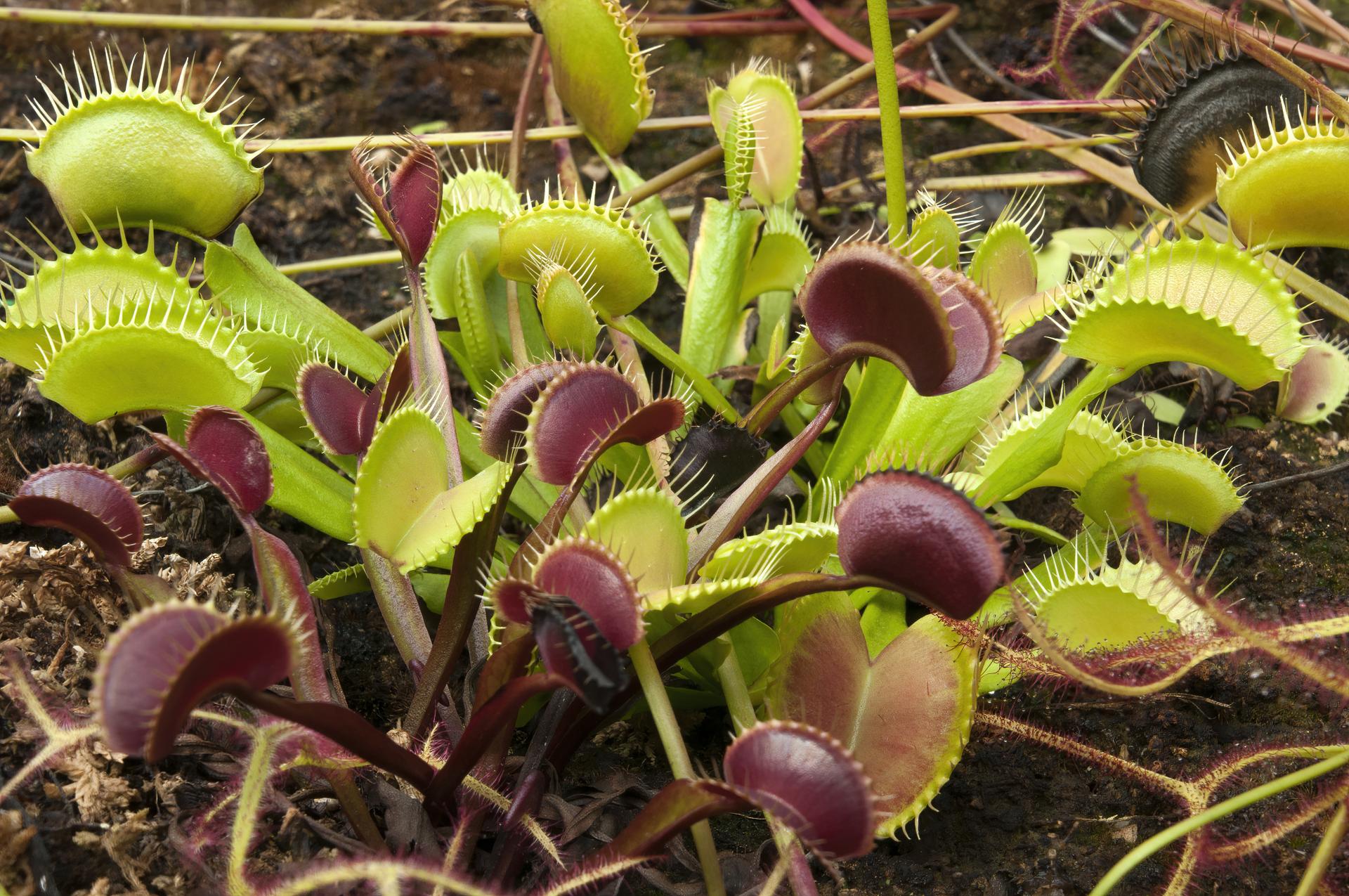 Cette plante carnivore produit son propre champ magntique