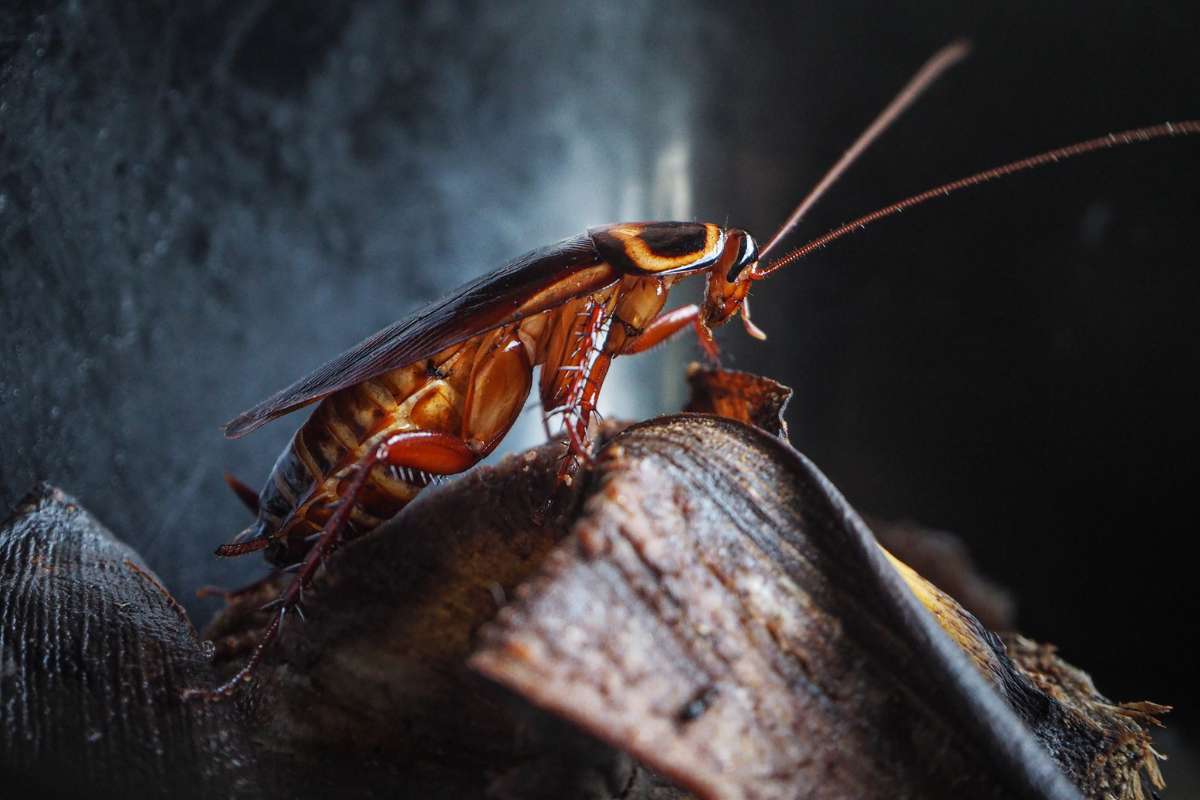 Robotique biohybride : des cafards contrôlés par IA pour explorer là où les machines échouent