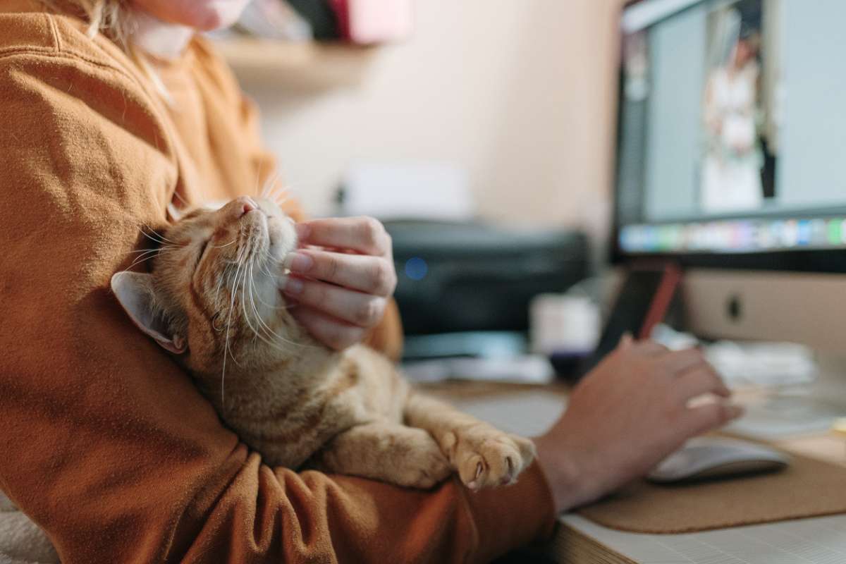 Caresses, regards, ronronnements : voici ce que les interactions avec votre chat font à votre organisme