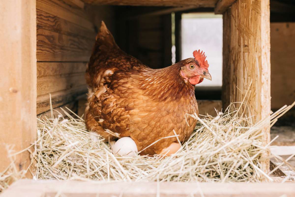 La poule, un oiseau raisonné, capable de compter !