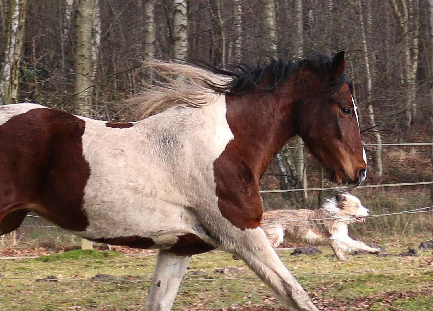 Chiens, chats, chevaux : de nouvelles maladies émergent et « aucun département français n'est à l'abri »