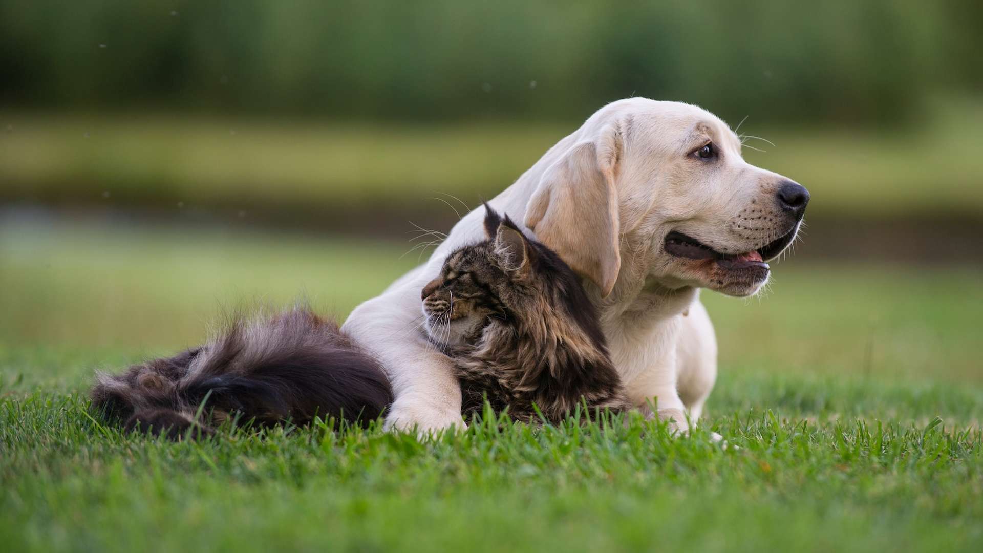 15e5f059aa_50256670_chien-chat.jpg