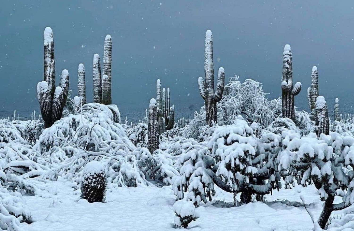 Le jour où les cactus du désert ont été ensevelis sous la neige