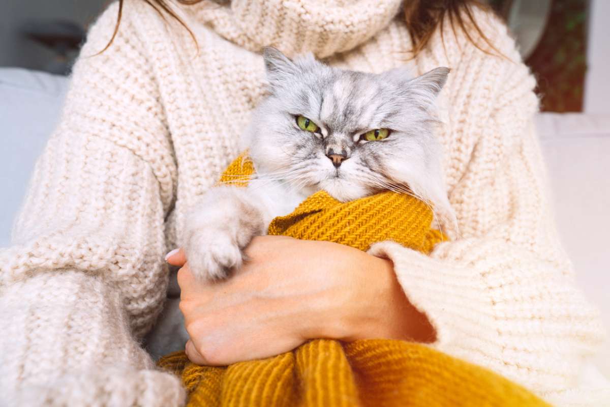 Votre chat a une vraie personnalité : voici les 5 profils révélés par la science