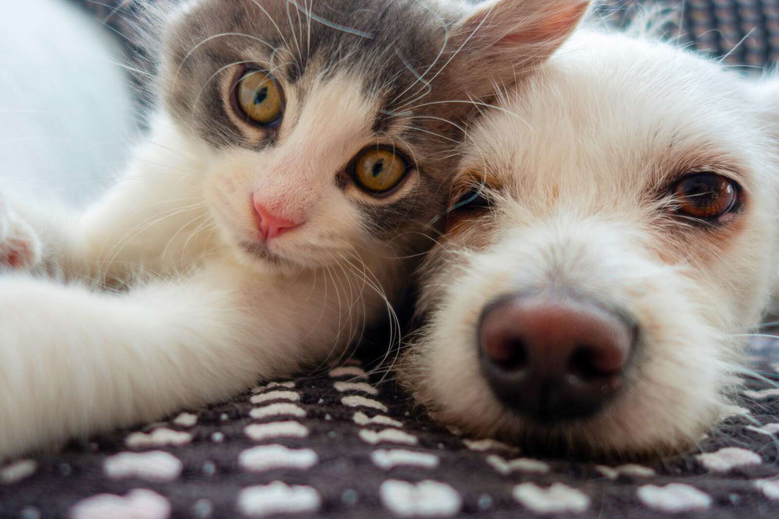 Chats domestiques : ce lien invisible avec la schizophrénie dérange les chercheurs