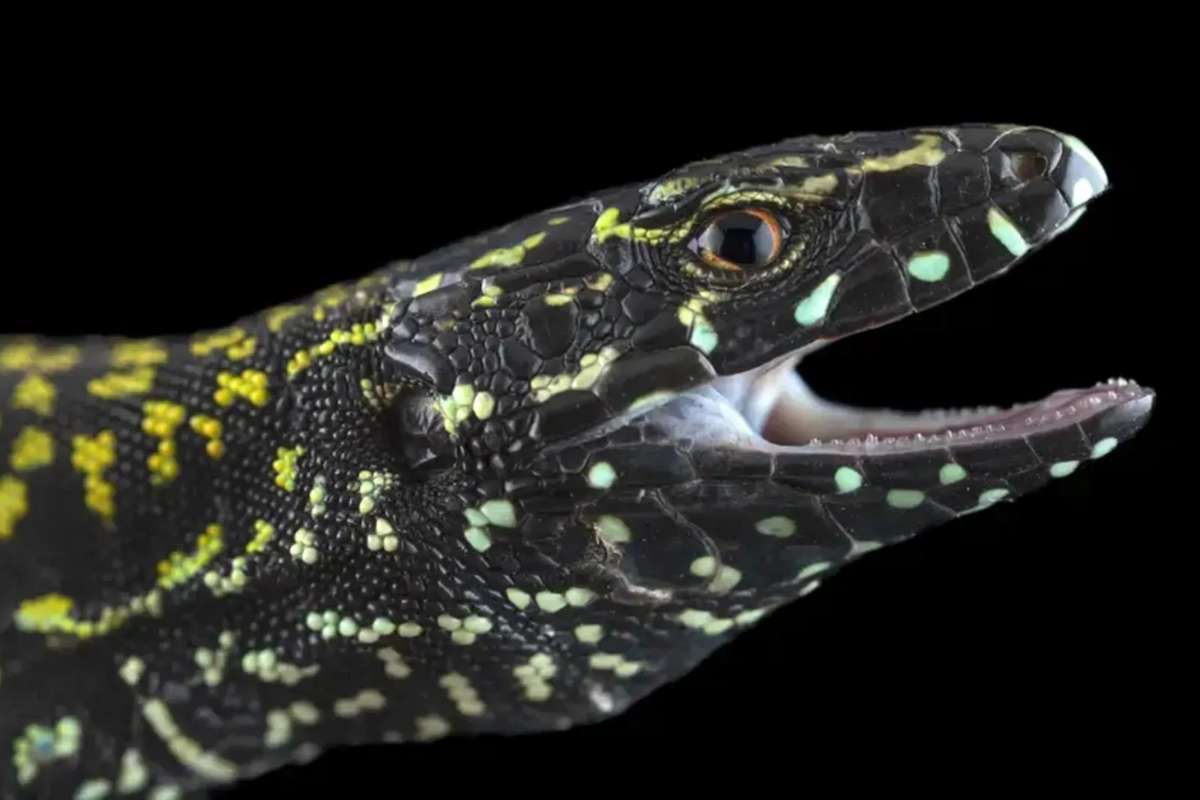 Ces lézards « Hulk » bouleversent un équilibre vieux de millions d'années