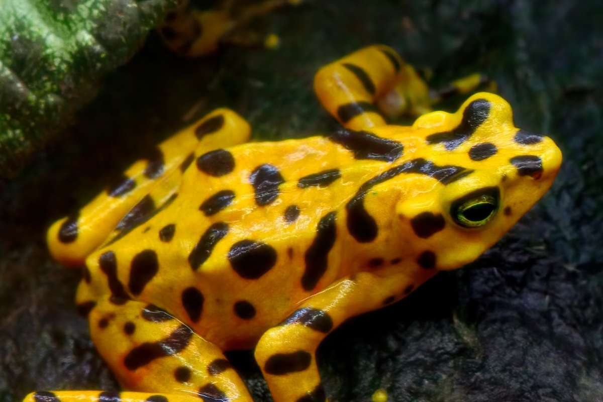 17 ans après leur disparition, ces grenouilles reviennent... mais une menace mortelle persiste