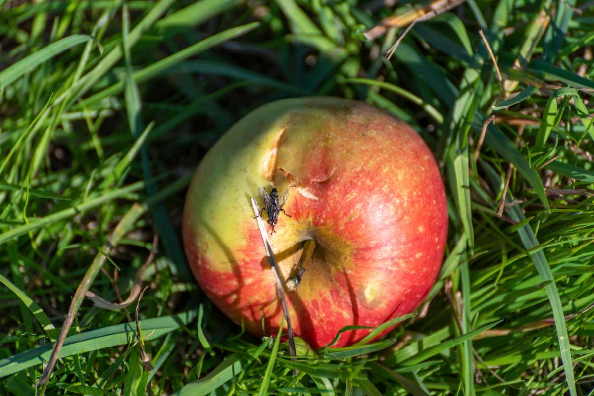Voici pourquoi laisser un fruit abîmé dans son jardin serait un geste précieux pour la biodiversité