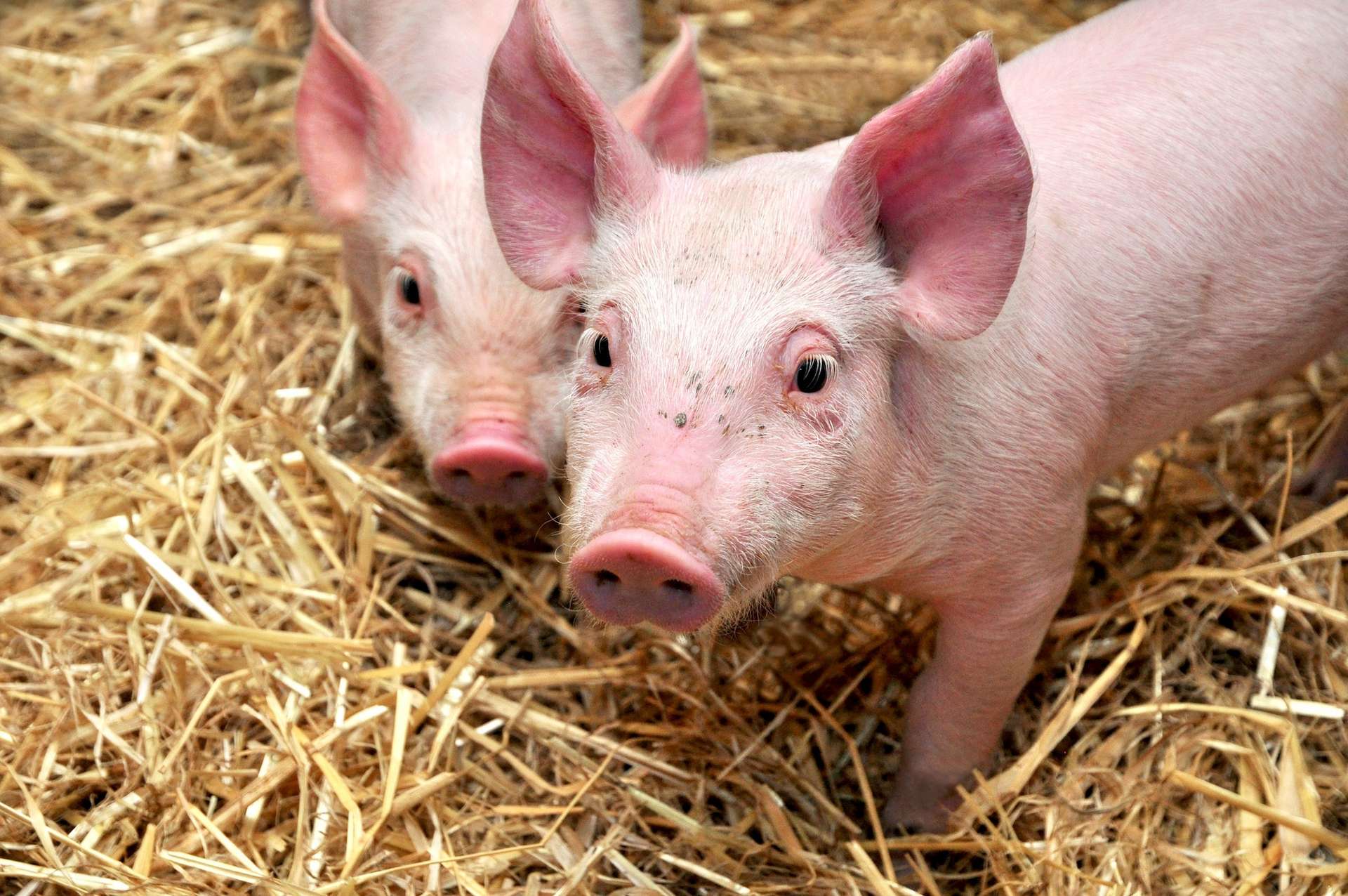 Une épidémie animale mortelle est à 60 km de la France, et il n'existe ni vaccin ni traitement !