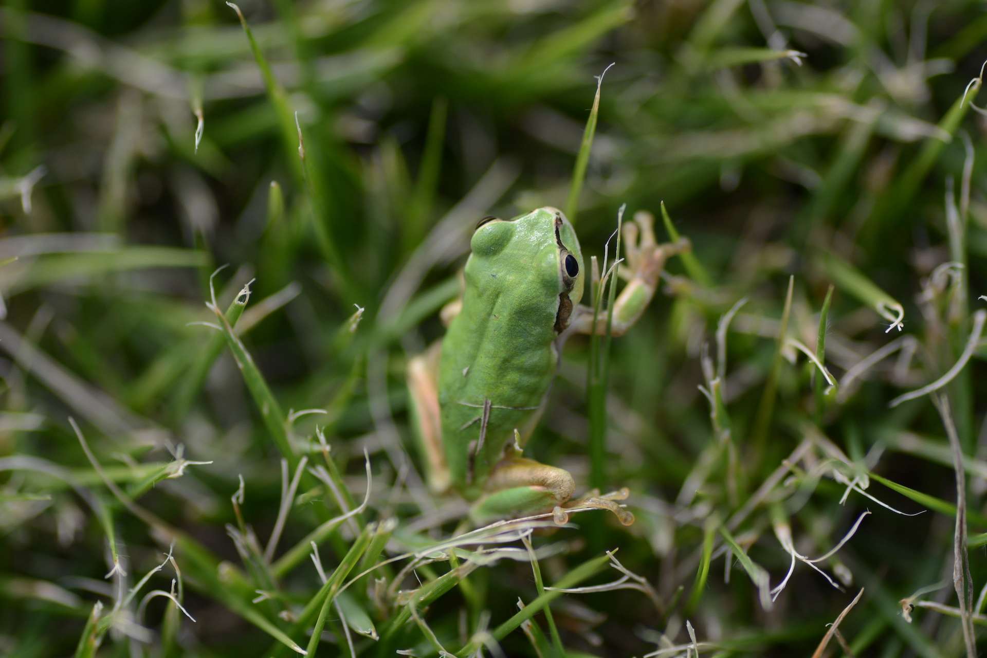 Des chercheurs révèlent les puissants effets anticancer d’une bactérie intestinale de grenouille
