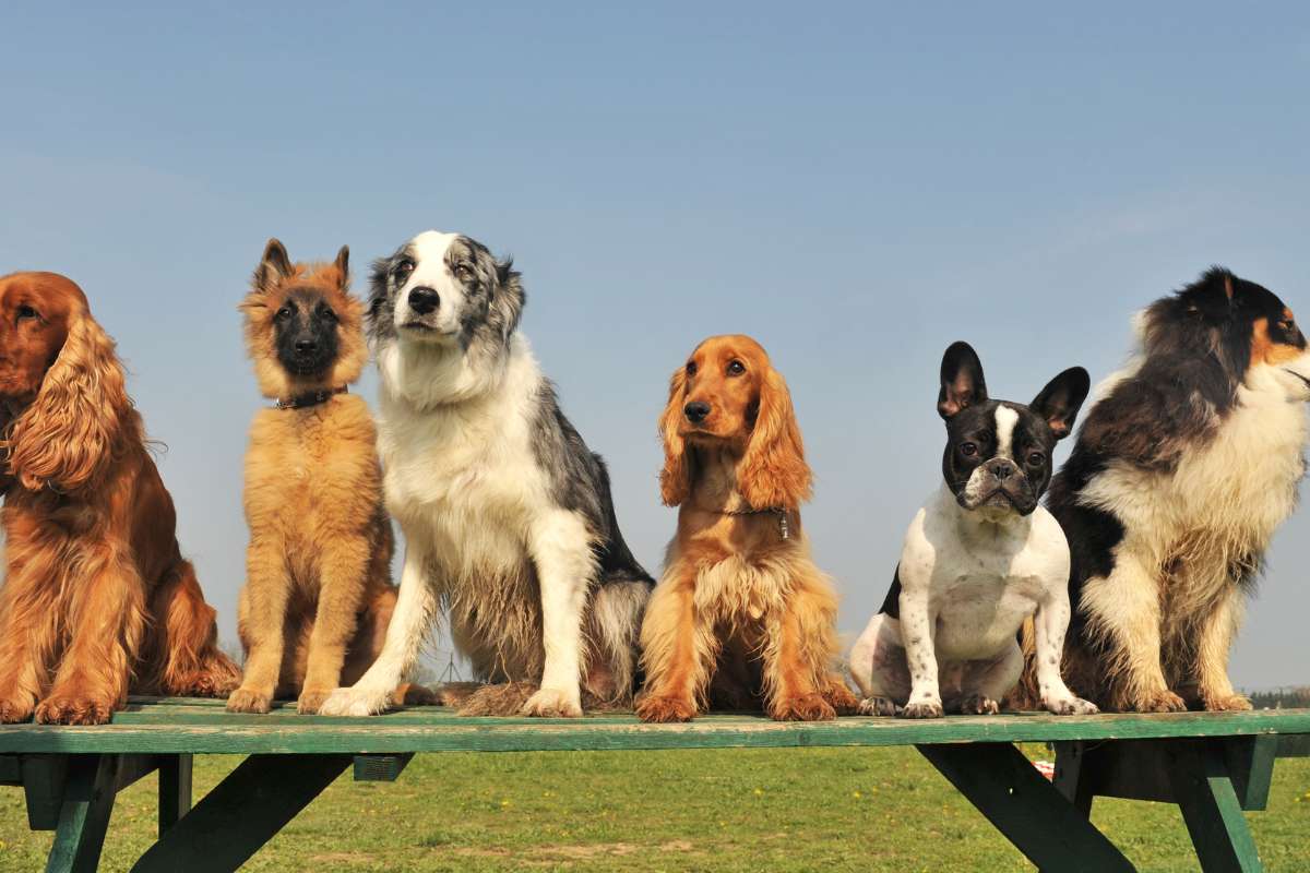 Une étude scientifique bouscule les idées reçues sur la race de chien la plus intelligente