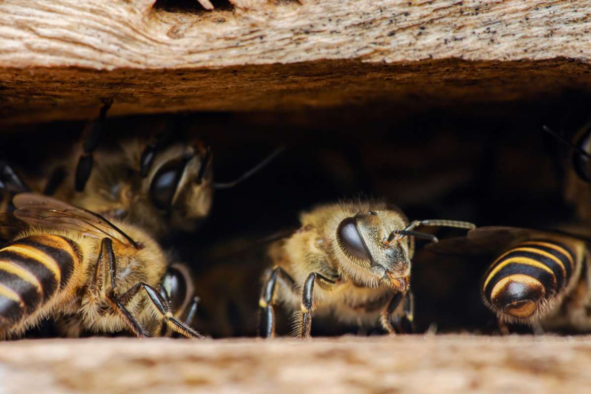Avec un cerveau plus petit qu'un grain de sésame, ces insectes savent faire quelque chose d'inattendu