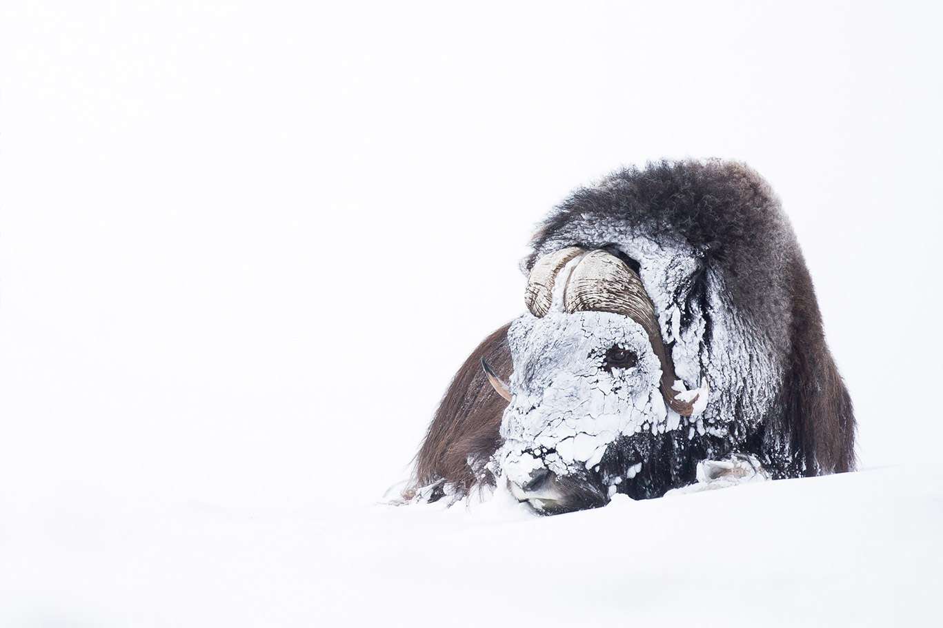 Ils ont survécu à l'âge de glace : ces géants de la toundra norvégienne fascinent encore aujourd'hui