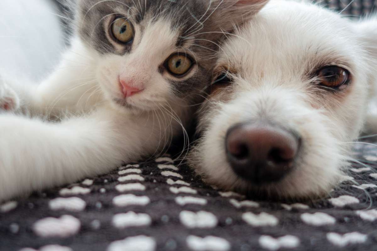 Chien ou chat ? Voici lequel des deux est génétiquement le plus proche de l'humain selon les chercheurs