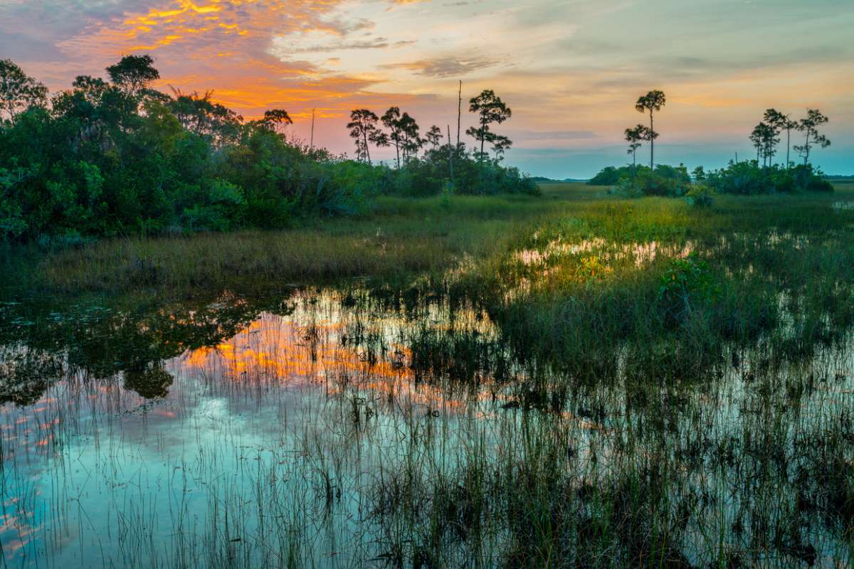 Les Everglades font face à une nouvelle menace : ce redoutable prédateur inquiète les scientifiques