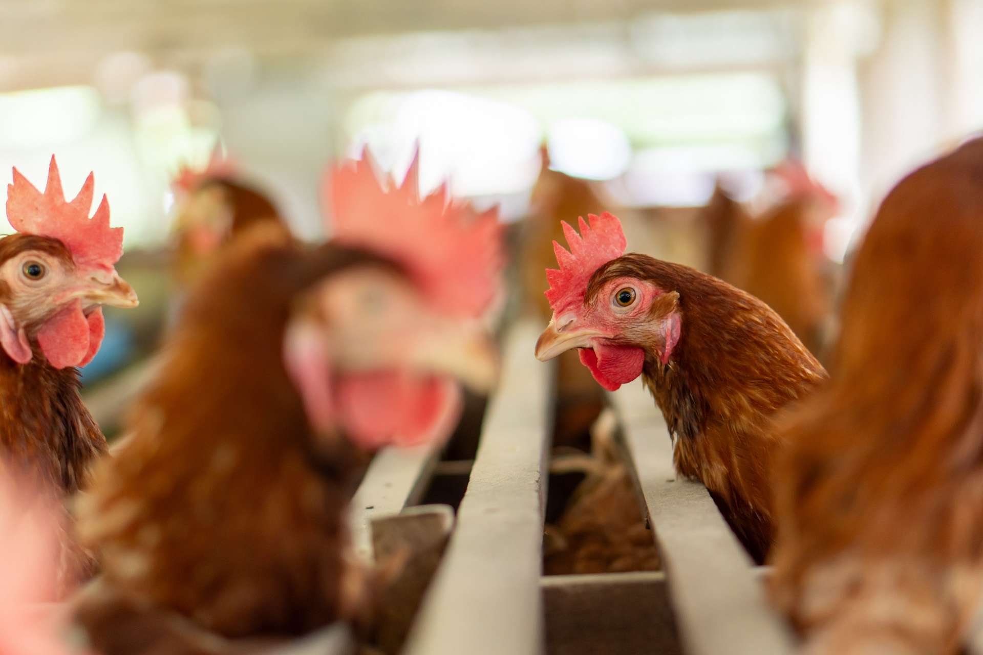 H9N2 détecté chez un humain en Europe : danger réel ou simple alerte ?