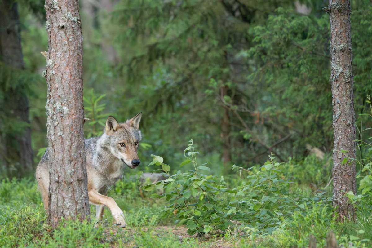 Plus de 1 000 loups en France ? Cette découverte scientifique relance la polémique