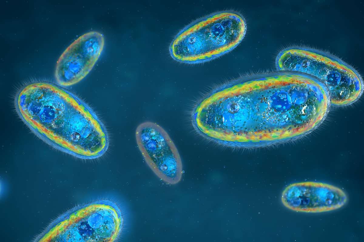 Cette amibe présente dans l'eau douce tue dans 98 % des cas et le chlore ne suffit pas à l'éliminer