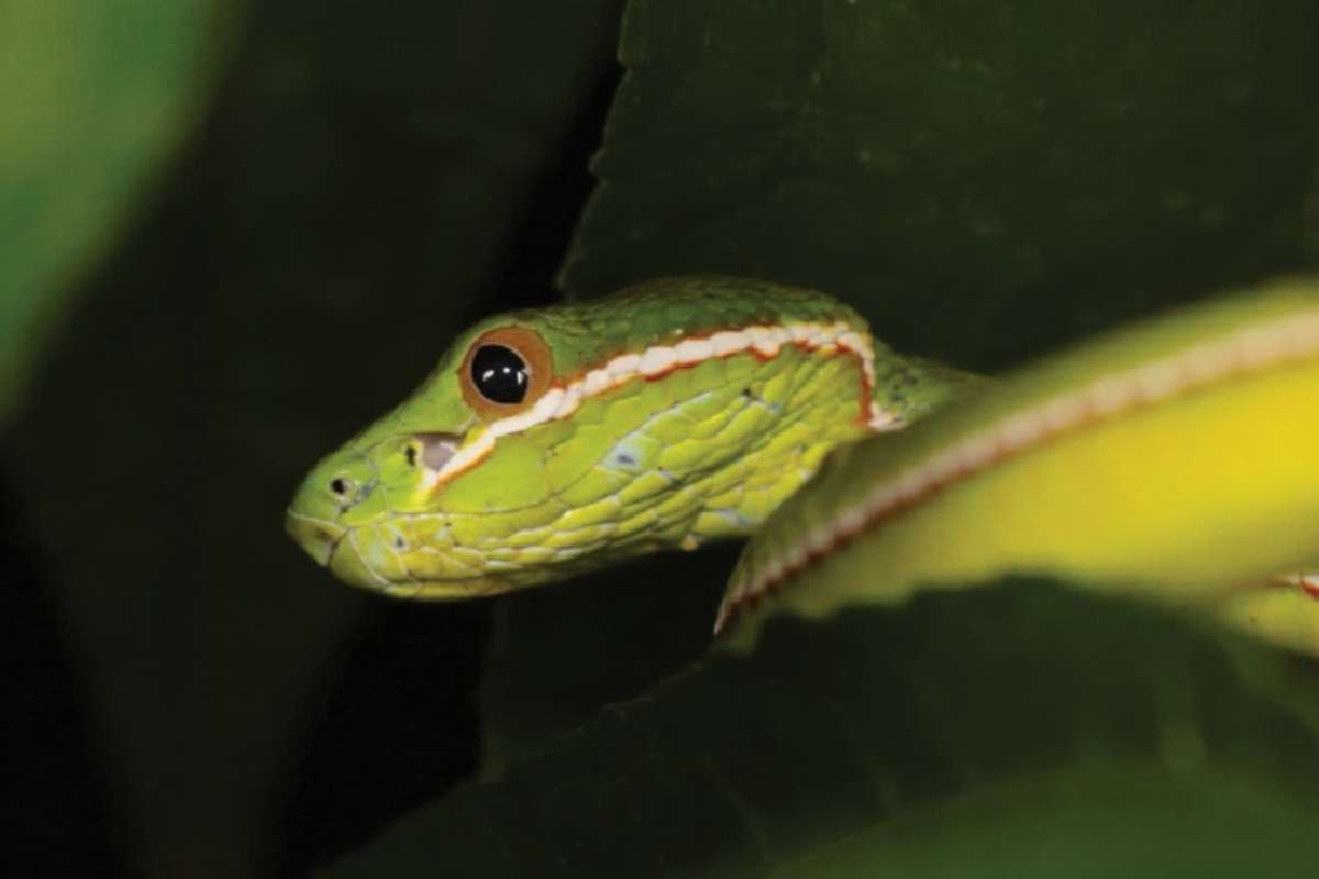 Derrière ce serpent « banal », les scientifiques découvrent une nouvelle espèce