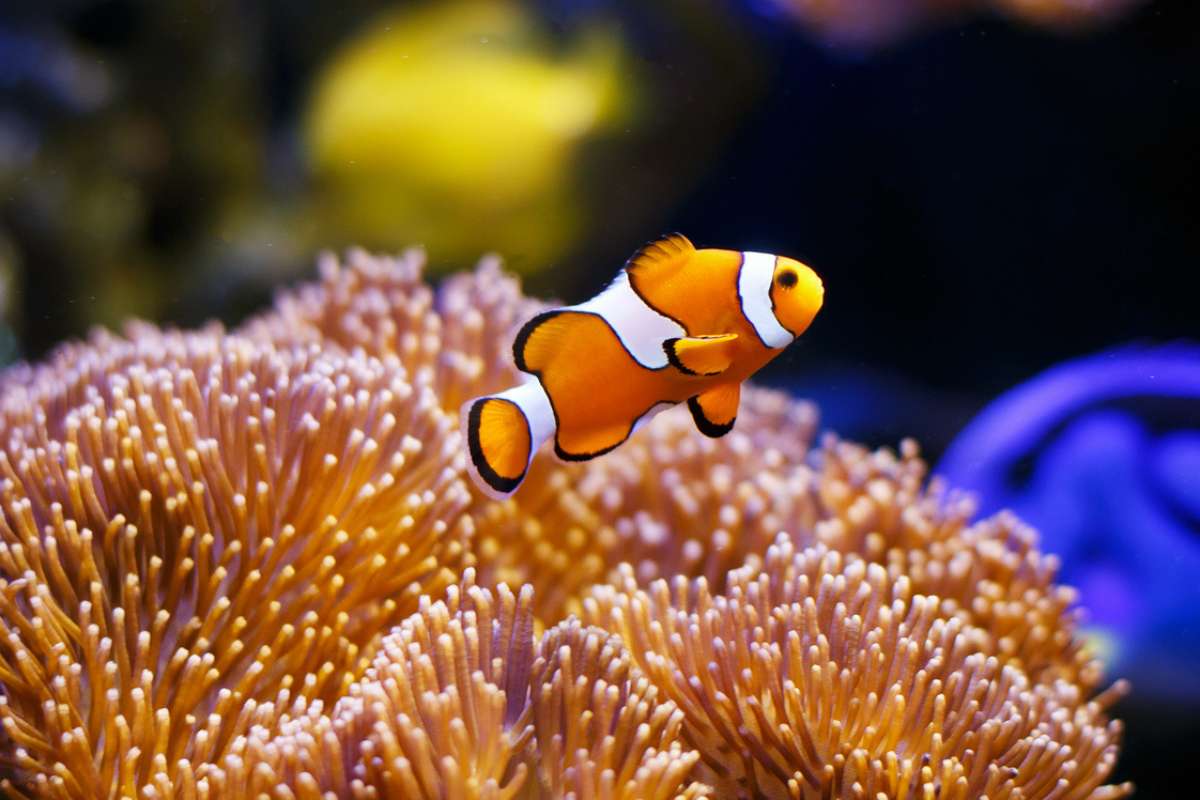 Voici l'étonnante stratégie utilisée par les poissons-clowns pour survivre aux vagues de chaleur marines