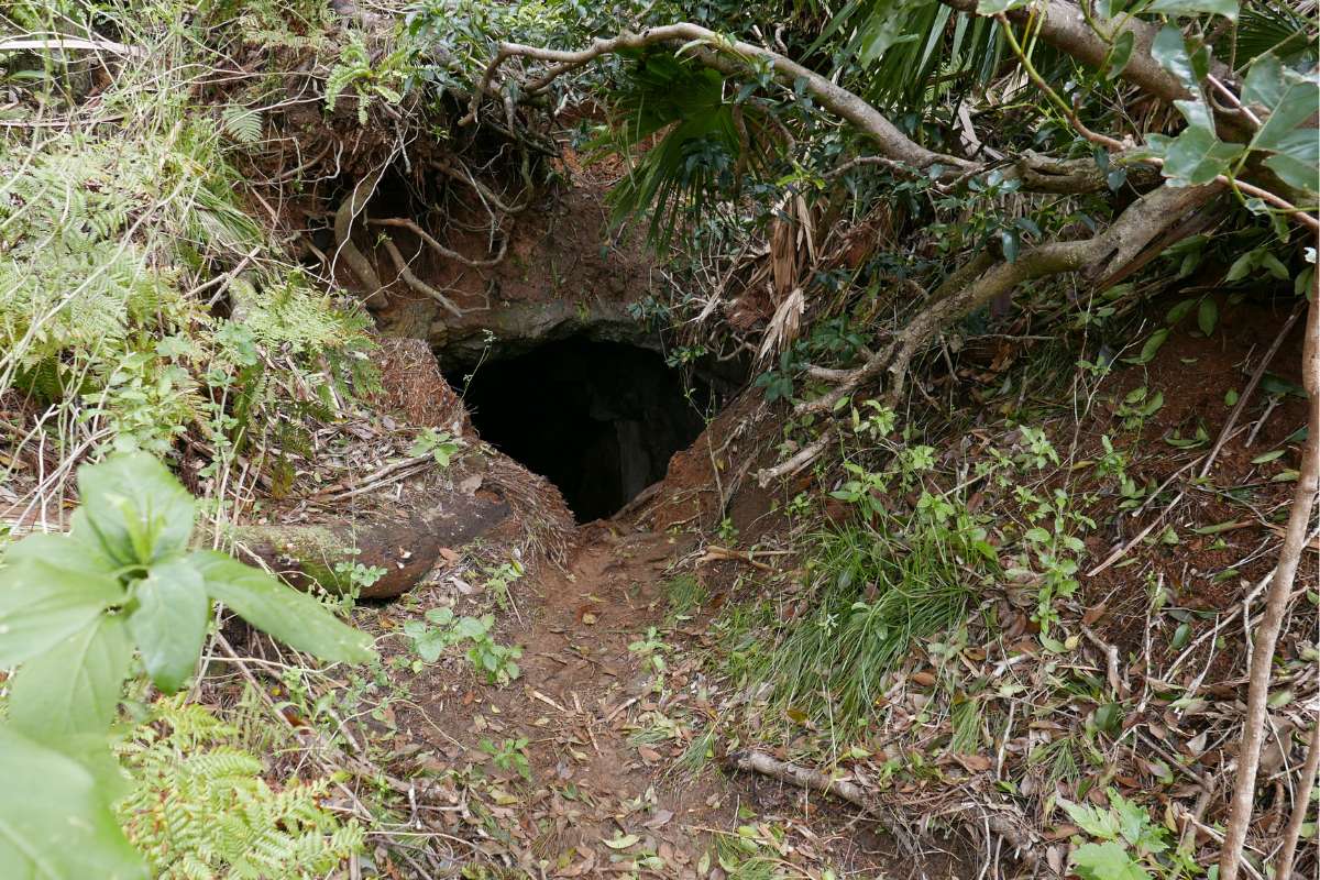 Une grotte vieille d'un million d'années révèle un monde disparu bien avant l'arrivée de l'humain
