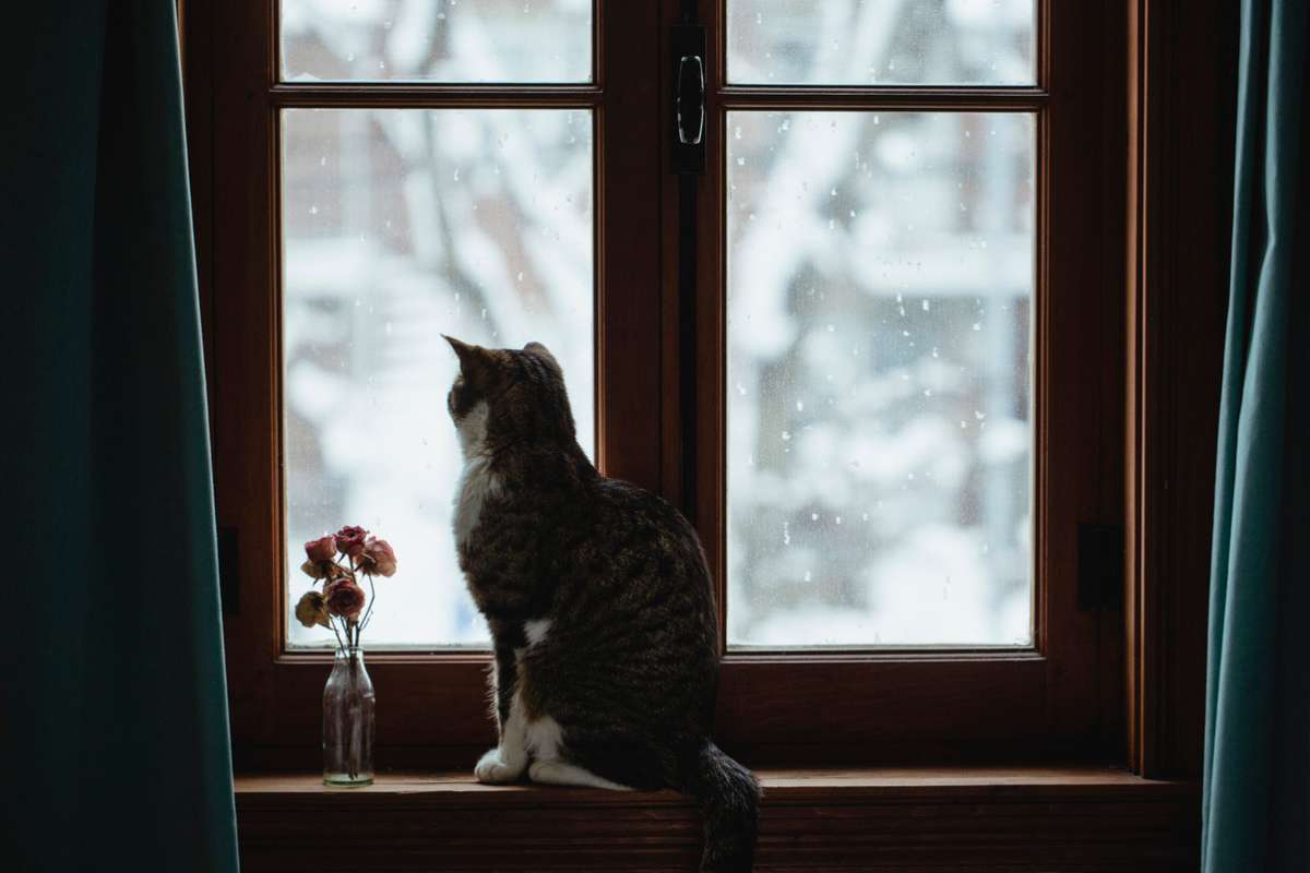 Et si votre chat détectait la pluie avant tout le monde ? Ce que dit la science