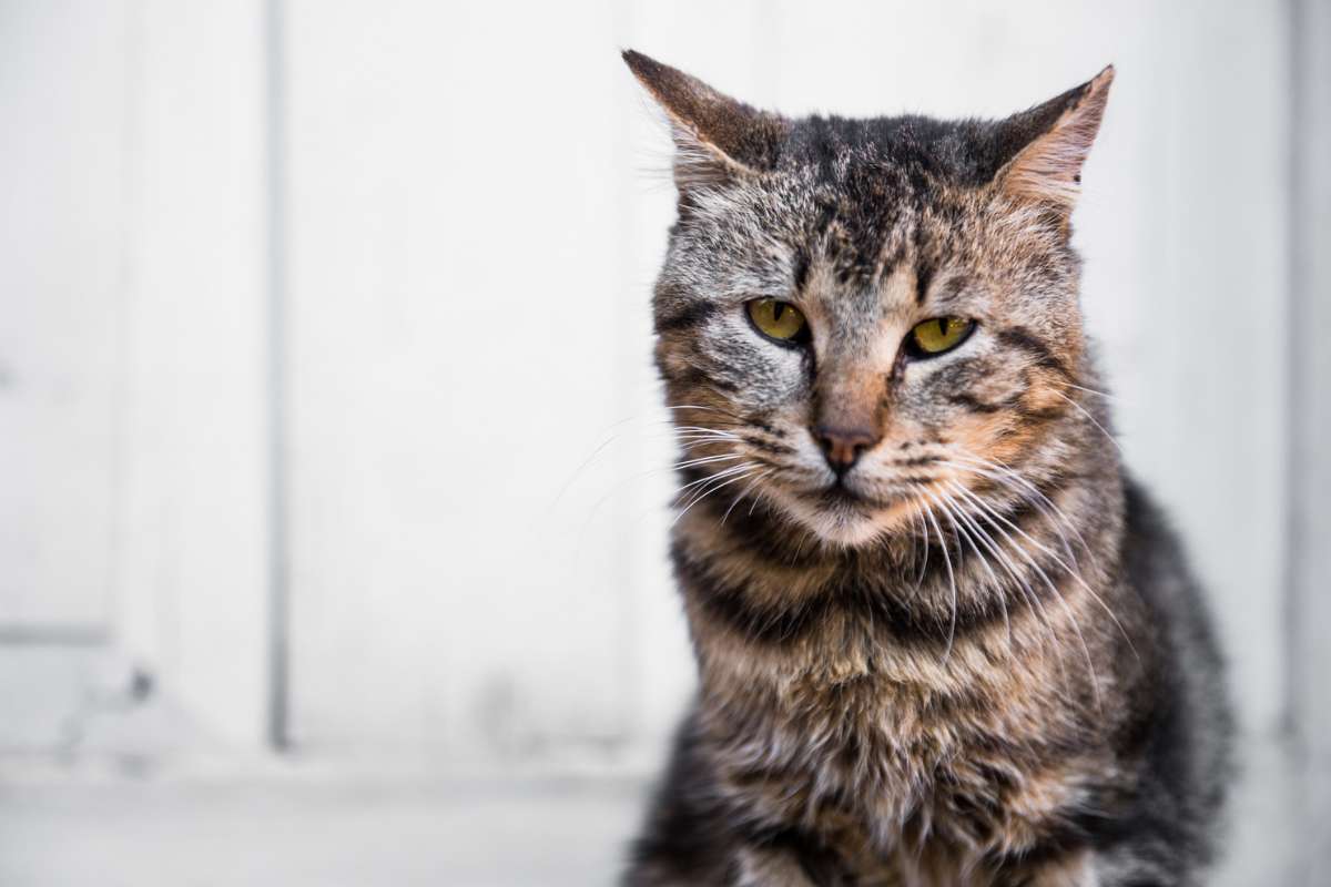 Voici le traitement japonais qui pourrait sauver des millions de chats âgés, selon les premiers essais
