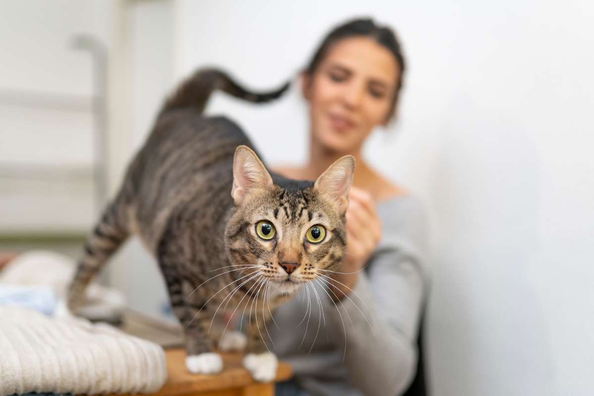 Tout le monde croit savoir pourquoi les chats retombent sur leurs pattes… Mais la science vient de découvrir un détail clé